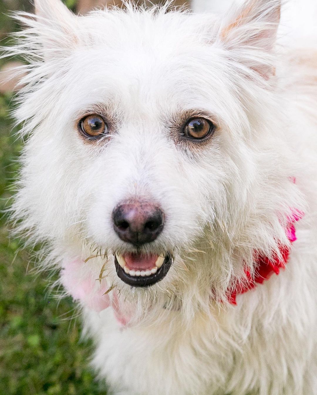 Meet Hannah 🤩 
She is a three-year-old poodle/ terrier mix. Her pups are weaned and she is ready for her forever home 🏡 
She weighs about forty-five pounds and it’s all love. She is highly affectionate and loving. Hannah loves to go on walks and spend time with her people. Hannah gets along with all dogs and would do great with a family that has kids! 🐕🐩🧍🏼‍♂️🧍🏾🧍🏻‍♀️

Use our link to find the adoption forms and give Hannah a furever home 🥰