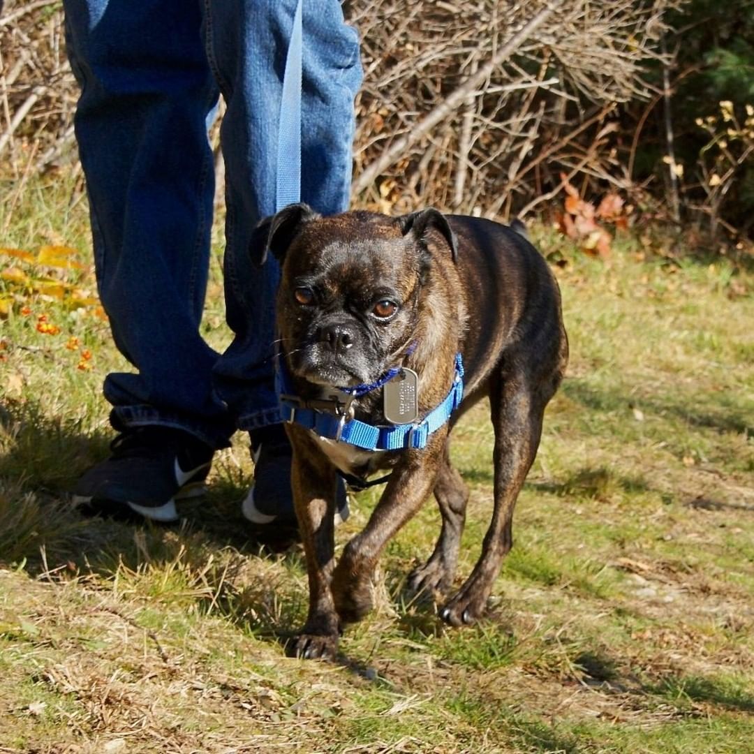 Meet Flynn:
Flynn is an absolutely adorable pug mix with the best puppy eyes out there! At about 5-years-old he has lots of energy and loves to play but also loves to be with his person and cuddle on the couch. Flynn can be shy to start but with a few treats he is quickly your best friend. We are looking for an adult only home for this guy, some place on the quiet side.
Flynn can be near other dogs (out on walks) but prefers to live as an only pet. This guy is overall very sweet. In the right home with someone who understands shy dogs, he will be an amazing companion.

Adoptions are by appointment only. For more information on this pet email adopt@scituateanimalshelter.org
<a target='_blank' href='https://www.instagram.com/explore/tags/adoptdontshop/'>#adoptdontshop</a> <a target='_blank' href='https://www.instagram.com/explore/tags/adoptpurelove/'>#adoptpurelove</a> <a target='_blank' href='https://www.instagram.com/explore/tags/dogs/'>#dogs</a> <a target='_blank' href='https://www.instagram.com/explore/tags/dogsofinstagram/'>#dogsofinstagram</a> <a target='_blank' href='https://www.instagram.com/explore/tags/woof/'>#woof</a> <a target='_blank' href='https://www.instagram.com/explore/tags/bark/'>#bark</a> <a target='_blank' href='https://www.instagram.com/explore/tags/pugmix/'>#pugmix</a> <a target='_blank' href='https://www.instagram.com/explore/tags/canine/'>#canine</a> <a target='_blank' href='https://www.instagram.com/explore/tags/dog/'>#dog</a> <a target='_blank' href='https://www.instagram.com/explore/tags/paws/'>#paws</a> <a target='_blank' href='https://www.instagram.com/explore/tags/cute/'>#cute</a> <a target='_blank' href='https://www.instagram.com/explore/tags/bowwow/'>#bowwow</a> <a target='_blank' href='https://www.instagram.com/explore/tags/woof/'>#woof</a> <a target='_blank' href='https://www.instagram.com/explore/tags/boston/'>#boston</a> <a target='_blank' href='https://www.instagram.com/explore/tags/massachusetts/'>#massachusetts</a> <a target='_blank' href='https://www.instagram.com/explore/tags/newengland/'>#newengland</a> <a target='_blank' href='https://www.instagram.com/explore/tags/capecod/'>#capecod</a> <a target='_blank' href='https://www.instagram.com/explore/tags/scituatema/'>#scituatema</a> <a target='_blank' href='https://www.instagram.com/explore/tags/fall/'>#fall</a> <a target='_blank' href='https://www.instagram.com/explore/tags/fallvibes/'>#fallvibes</a> <a target='_blank' href='https://www.instagram.com/explore/tags/pugsofinstagram/'>#pugsofinstagram</a> <a target='_blank' href='https://www.instagram.com/explore/tags/brindle/'>#brindle</a> <a target='_blank' href='https://www.instagram.com/explore/tags/brindlesofinstagram/'>#brindlesofinstagram</a> <a target='_blank' href='https://www.instagram.com/explore/tags/doglover/'>#doglover</a> <a target='_blank' href='https://www.instagram.com/explore/tags/mediumdogsofinstagram/'>#mediumdogsofinstagram</a> <a target='_blank' href='https://www.instagram.com/explore/tags/dogsrule/'>#dogsrule</a>