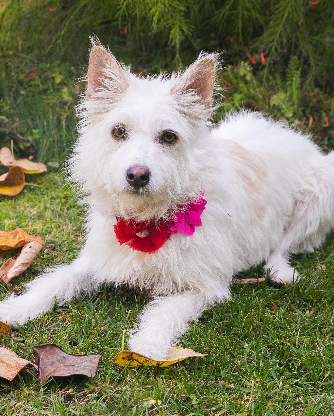 Meet Hannah 🤩 
She is a three-year-old poodle/ terrier mix. Her pups are weaned and she is ready for her forever home 🏡 
She weighs about forty-five pounds and it’s all love. She is highly affectionate and loving. Hannah loves to go on walks and spend time with her people. Hannah gets along with all dogs and would do great with a family that has kids! 🐕🐩🧍🏼‍♂️🧍🏾🧍🏻‍♀️

Use our link to find the adoption forms and give Hannah a furever home 🥰