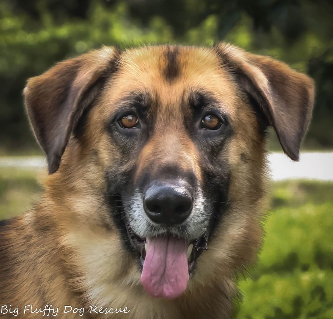 This is Rizzo, a 3 year old German shepherd mix. Rizzo is a fabulous dog and she is also drop dead gorgeous. We should all be so fortunate to have her cheekbones.⠀
⠀
Rizzo is looking for her home. She is a German shepherd mix which means she is already organized, intelligent and planning for the future. Anyone interested in her should appreciate smart dogs who are very capable of being one step ahead of you. She is very sweet and devoted to her people and she is fond of people in general. The more who adore her, the better.⠀
⠀
Rizzo is well-mannered in the home. She is active without being a spider monkey on red bull/crack level of active, and she is quick to mellow out. She appreciates dogs who do not jump on her, but just want to hang. She is also fine on her own. She is prejudiced against cats and must go to a no cat home. ⠀
⠀
German shepherd people who love the breed but can't currently manage the intensity of a fullblooded GSD will appreciate this dog. Interested would be adopters should email jay@bigfluffydogs.com. She's in Nashville and can travel anywhere we do. Spread the word for her, please.⠀
⠀
@the_promotion_hubs ⠀
@woofchewy.official ⠀
@world_pet__magazine⠀
@muddy_paws_promo