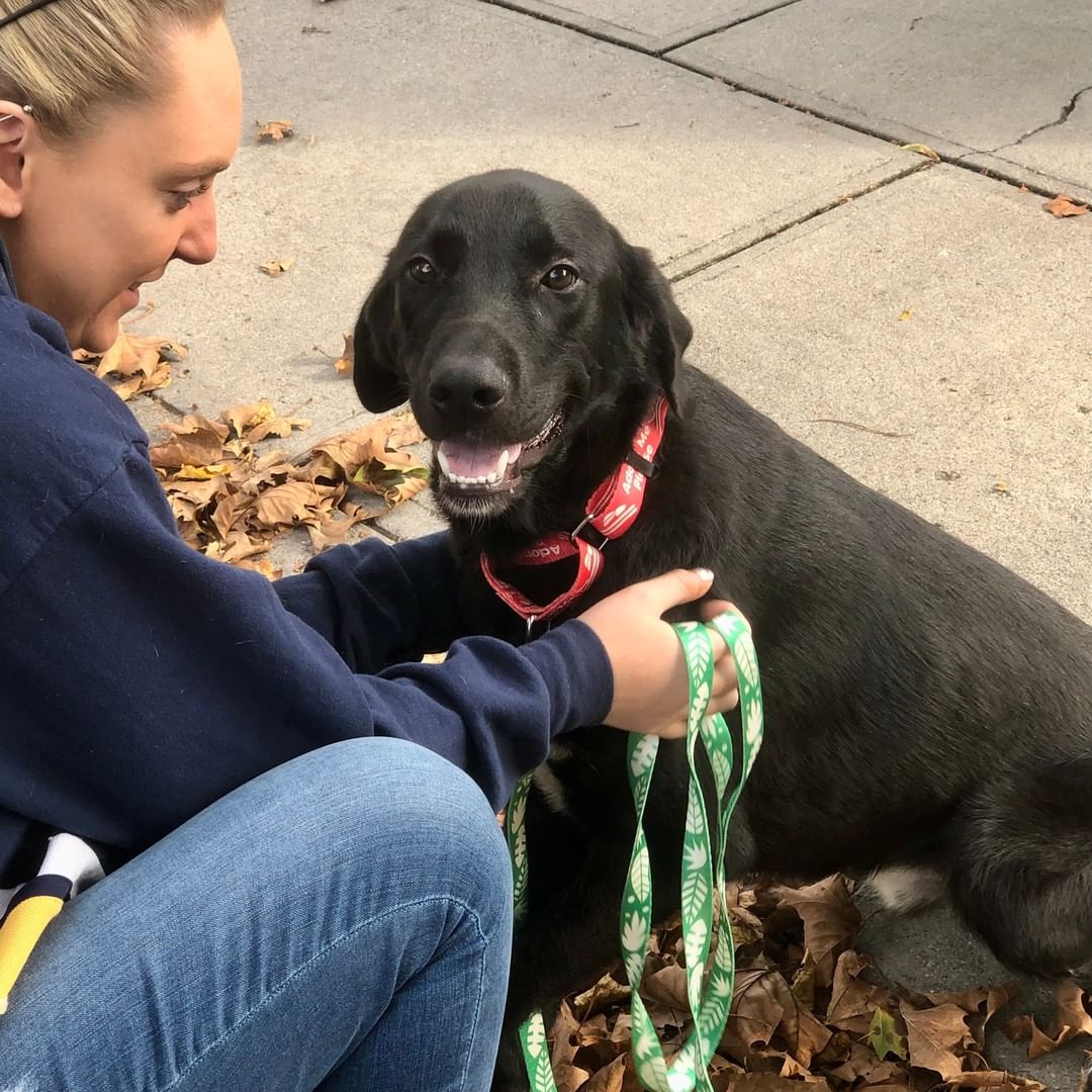 We don't have enough words to express just how much we love this boy! Ranger, an approx 1 1/2-year-old, 60 lb house trained Lab/Border Collie mix (best guess), has THE sweetest, gentlest, most loving disposition. He basks in ALL human attention from big and small folks, gets along very well with other dogs, has the perfect amount of energy - not too crazy, not too lazy, and loooooves to snuggle. He's like your very own personal teddy bear! ****Ranger has an old injury to his front leg and walks with a slight limp. He's not in pain, not slowed down, and happily runs around just fine. We've had an orthopedist examine him, and he does not need surgery. He had an infection around his joint, which has been treated with antibiotics, and he's currently undergoing laser treatment therapy to make sure he's as good as he can be.*** PLEASE don't let this turn you off - he's seriously an AMAZING dog. He hasn't been around cats. Ranger is microchipped, vaccinated, and neutered.

To adopt, please submit an app:  http://www.olliesangelsanimalrescue.org/puppies-1

<a target='_blank' href='https://www.instagram.com/explore/tags/fureverfriends/'>#fureverfriends</a> <a target='_blank' href='https://www.instagram.com/explore/tags/olliesangelsanimalrescue/'>#olliesangelsanimalrescue</a> <a target='_blank' href='https://www.instagram.com/explore/tags/olliesangelsalum/'>#olliesangelsalum</a> <a target='_blank' href='https://www.instagram.com/explore/tags/rescuedogsofinstagram/'>#rescuedogsofinstagram</a> <a target='_blank' href='https://www.instagram.com/explore/tags/rescuedismyfavoritebreed/'>#rescuedismyfavoritebreed</a> <a target='_blank' href='https://www.instagram.com/explore/tags/rescuedismyfavouritebreed/'>#rescuedismyfavouritebreed</a> <a target='_blank' href='https://www.instagram.com/explore/tags/rescuedisthebestbreed/'>#rescuedisthebestbreed</a> <a target='_blank' href='https://www.instagram.com/explore/tags/rescuepup/'>#rescuepup</a> <a target='_blank' href='https://www.instagram.com/explore/tags/rescuepuppy/'>#rescuepuppy</a> <a target='_blank' href='https://www.instagram.com/explore/tags/rescuepups/'>#rescuepups</a> <a target='_blank' href='https://www.instagram.com/explore/tags/adopt/'>#adopt</a> <a target='_blank' href='https://www.instagram.com/explore/tags/adoptme/'>#adoptme</a> <a target='_blank' href='https://www.instagram.com/explore/tags/adoptdontshop/'>#adoptdontshop</a> <a target='_blank' href='https://www.instagram.com/explore/tags/adoptdontbuy/'>#adoptdontbuy</a> <a target='_blank' href='https://www.instagram.com/explore/tags/adoptdontshop/'>#adoptdontshop</a> <a target='_blank' href='https://www.instagram.com/explore/tags/adoptdogs/'>#adoptdogs</a> <a target='_blank' href='https://www.instagram.com/explore/tags/fosterpuppy/'>#fosterpuppy</a> <a target='_blank' href='https://www.instagram.com/explore/tags/fosterpuppies/'>#fosterpuppies</a> <a target='_blank' href='https://www.instagram.com/explore/tags/fosterpuppiesofinstagram/'>#fosterpuppiesofinstagram</a> <a target='_blank' href='https://www.instagram.com/explore/tags/fureverhome/'>#fureverhome</a> <a target='_blank' href='https://www.instagram.com/explore/tags/fureverfamily/'>#fureverfamily</a> <a target='_blank' href='https://www.instagram.com/explore/tags/fureverfriend/'>#fureverfriend</a> <a target='_blank' href='https://www.instagram.com/explore/tags/fureverfriends/'>#fureverfriends</a> <a target='_blank' href='https://www.instagram.com/explore/tags/rescuedog/'>#rescuedog</a> <a target='_blank' href='https://www.instagram.com/explore/tags/rescuedogsrock/'>#rescuedogsrock</a> <a target='_blank' href='https://www.instagram.com/explore/tags/rescuedogsofinstagram/'>#rescuedogsofinstagram</a> <a target='_blank' href='https://www.instagram.com/explore/tags/rescuedog/'>#rescuedog</a>