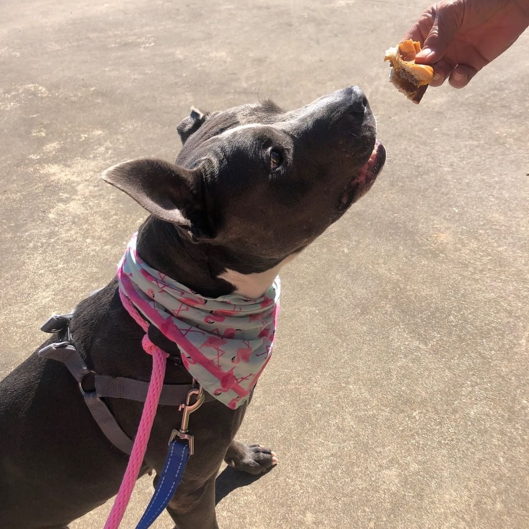 Zena participates in our rent-a-dog program and was on a recent outing and was a delight to have out for the day. 