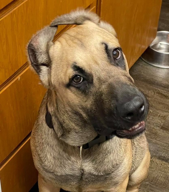 Our handsome puppy Zeus is officially ready for adoption!!! He a big puppy but such a sweet boy. He enjoys cuddles on the couch with his foster mom and playing with his toys. He does good on a leash and loves to go for nightly walks. He’s other dog and cat friendly. He needs a family who understand an XXL breed puppy. He can be clumsy at times but definitely has a heart of gold and is such a love. He’s potty trained with a doggy door and would need a little adjusting in a new home especially if it doesn’t have a doggy door. If you are interested in meeting and possibly adopting Zeus please go to our website and fill out an application.