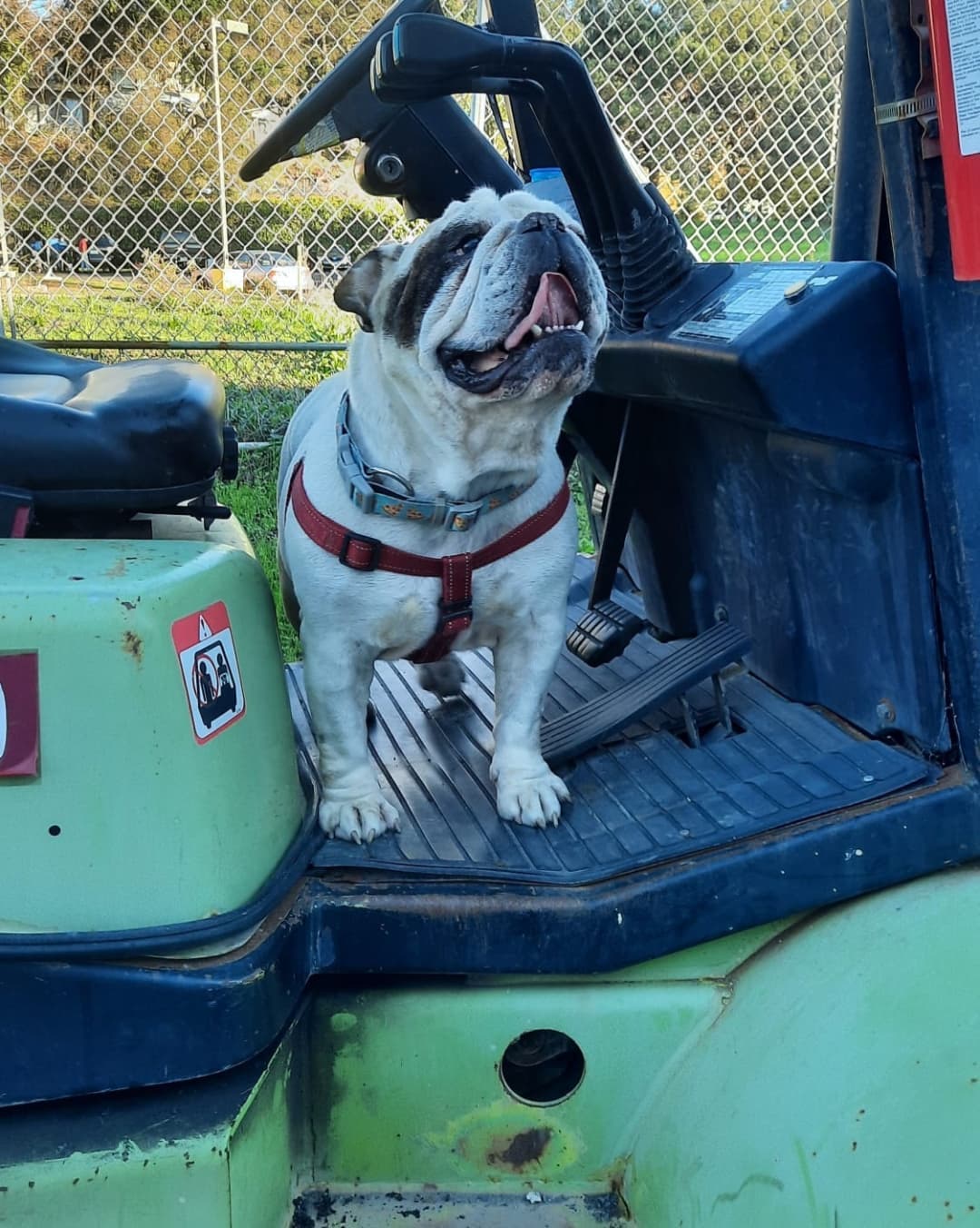 Me:  Jumba, that is not how beds work. Now get to work driving that forklift to help pay for a new bed. 
Jumba: ok.

Jumba is a 4 year old English Bulldog who is happy, excited,  and affectionate. He is playful and he gets along with everyone. He was once used for breeding but those days are over. He is a big, healthy,  utd, chipped,  and neutered hunk of love.
Available at Jelly's Place in San Pablo CA by applying at www.jellysplace.org/forms. Approved applicants are contacted for an appointment. 

<a target='_blank' href='https://www.instagram.com/explore/tags/englishbulldogs/'>#englishbulldogs</a> <a target='_blank' href='https://www.instagram.com/explore/tags/rescuedog/'>#rescuedog</a> <a target='_blank' href='https://www.instagram.com/explore/tags/adoptarescuedog/'>#adoptarescuedog</a> <a target='_blank' href='https://www.instagram.com/explore/tags/adoptdontshop/'>#adoptdontshop</a> <a target='_blank' href='https://www.instagram.com/explore/tags/jellysplace/'>#jellysplace</a>