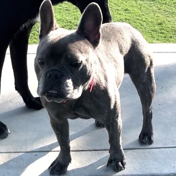✨Phoebe✨
Phoebe is a 2 yr old purebred French bulldog. She is loyal, playful, smart, and curious. Phoebe can be a bit testy at times, and has gone through extensive training with our partners at @sitmeanssitsouthoc . Phoebe will need an owner that understands the breed and will be willing to work with her further on her training. No families with kids under the age of 12, or high stress households will be considered. More information is available on our website if you are interested in learning more. Phoebe’s adoption fee comes with lifetime refresher training in the @sitmeanssitsouthoc jump start program. Adoption applications are available on our website @promise4pawsrescue !