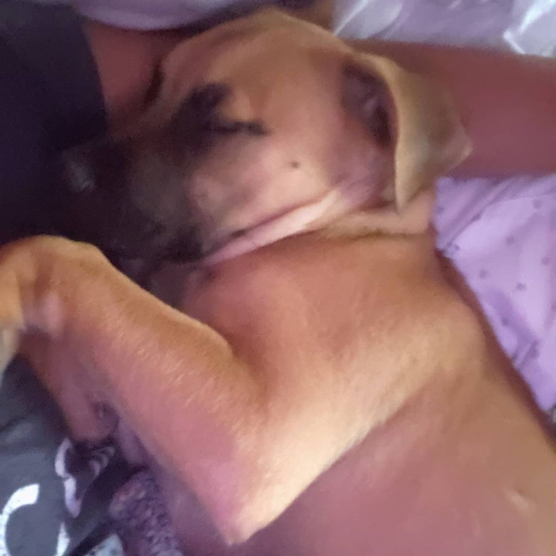 This kid is so funny 🤣, he snores like crazy.. and forget about having any person space, he is all over you all the time. Yesterday he got to play really hard with some other dogs and he loved it! He is a true joy to foster ❤. Tank loves to cuddle and get lots of kisses 😘, which I have NO problem delivering 💋. 

Tank is 13 weeks old, 27lbs and available through Crazy4Pawz Animal Rescue 

https://crazy4pawz.org/interest-form

Currently working on potty training, doggie door, simple commands and how to walk on a leash. He is a super smart puppy with a TON of love to give.