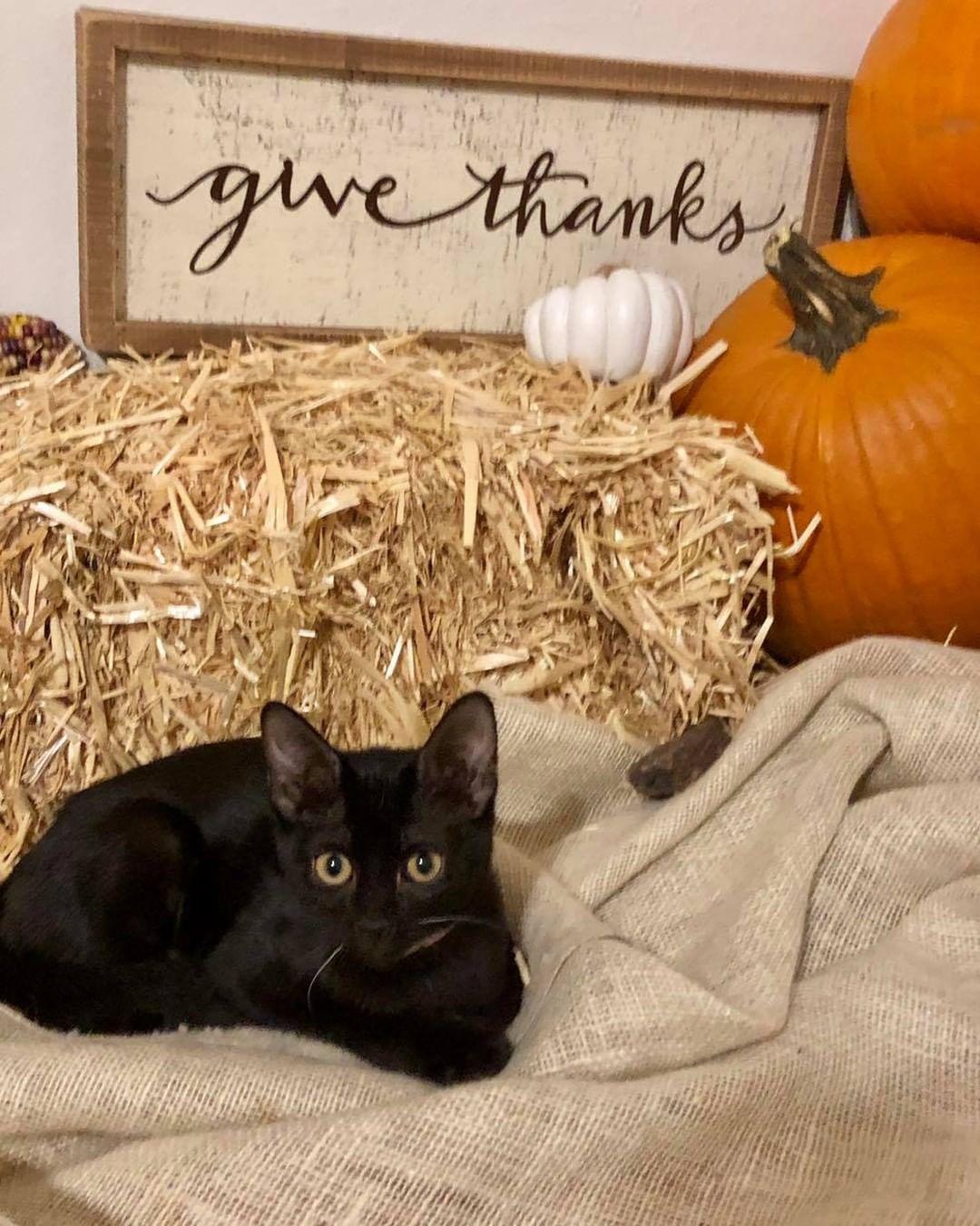 Our tenth black kitty for November is Penelope! She loves to snuggle and play with her siblings. She also loves to sit in your lap and make biscuits. Her favorite thing to do is to steal foster mom’s heating pad when she gets up from her chair 😹 Penelope is about 4 months old, spayed, FIV/FELV negative and up to date on vaccines. To put in an application click on the link below.

https://www.sbanimalrescue.org/adopt