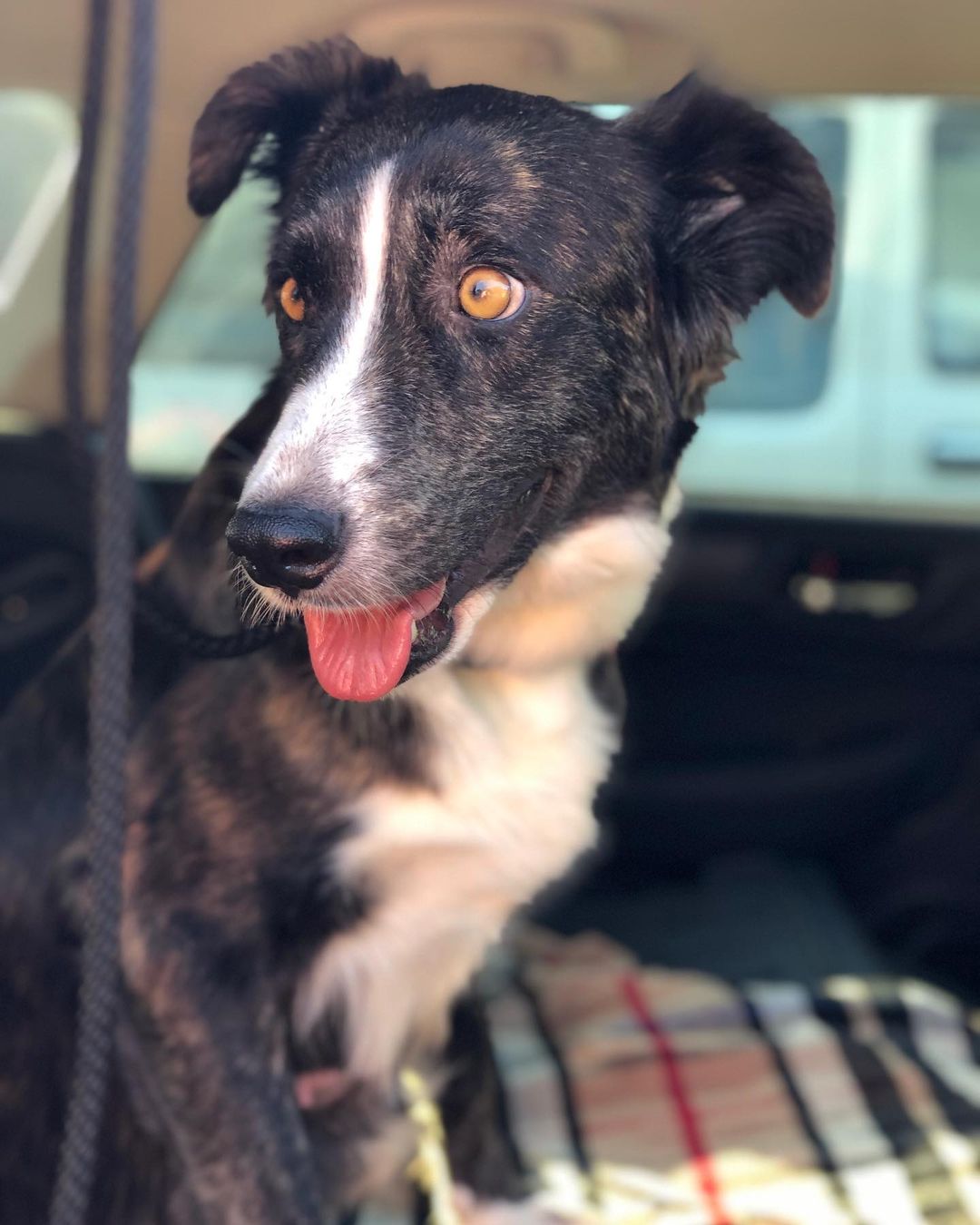 Goodest girl <a target='_blank' href='https://www.instagram.com/explore/tags/Pepper/'>#Pepper</a> went to @cambriaveterinaryclinic yesterday to get vaccinated! She’s waited awhile & her puppies are growing strong & eating well. This girl is so dazzling, kind & loyal she is going to make someone a very happy dog parent. She weighs about 45lbs. 🌶 Pepper knows sit, stay, place & is 100% crate & house trained. She walks well on the leash. She tolerates small dogs but is more at ease with same sized well balanced dogs. She does love the sole attention of her person though, so even a single person without another dog is great too, or a couple with one other dog? The pawssibilities are endless for this sweetheart. Pepper will be spayed & ready for forever Mid December <a target='_blank' href='https://www.instagram.com/explore/tags/adopt/'>#adopt</a> <a target='_blank' href='https://www.instagram.com/explore/tags/rescue/'>#rescue</a> <a target='_blank' href='https://www.instagram.com/explore/tags/shelterdogsofinstagram/'>#shelterdogsofinstagram</a> <a target='_blank' href='https://www.instagram.com/explore/tags/fosteringisfun/'>#fosteringisfun</a> <a target='_blank' href='https://www.instagram.com/explore/tags/mommadog/'>#mommadog</a> <a target='_blank' href='https://www.instagram.com/explore/tags/subarupacific/'>#subarupacific</a> <a target='_blank' href='https://www.instagram.com/explore/tags/gonetothedogsrescue/'>#gonetothedogsrescue</a> <a target='_blank' href='https://www.instagram.com/explore/tags/sharethelove/'>#sharethelove</a> <a target='_blank' href='https://www.instagram.com/explore/tags/dogrescue/'>#dogrescue</a> <a target='_blank' href='https://www.instagram.com/explore/tags/bordercolliesofinstagram/'>#bordercolliesofinstagram</a> <a target='_blank' href='https://www.instagram.com/explore/tags/adoptpepper/'>#adoptpepper</a>