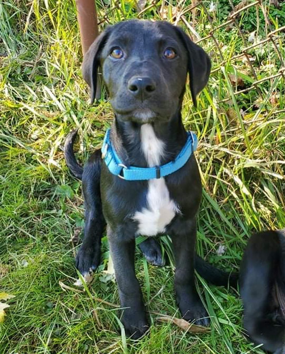 ¡Hola! Ni Hao! Cheerio! Aloha! Bonjour! Ciao! 

Say hello to our “Say Hello!” litter! These pups are still too young to make it to the @pittsburghpetexpo this weekend, but they can’t wait to meet you soon! 😍