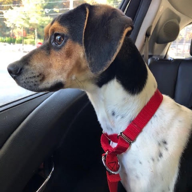 Don’t forget Saturday is your chance to meet coonhounds and beagles!

Two of our adoptable dogs, Sadie and Bagel, will be at the DogPerfect Pet Emporium. This is an indoor event.

Date: November 13th
Location: DogPerfect Pet Emporium
555 Providence Highway, Walpole
Time: 1-4pm