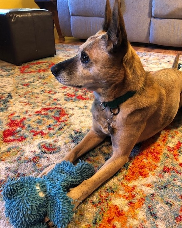 Zoey's new foster family just sent us an awesome update. Just a reminder that sweet Zoey girl has been looking for a forever home for over two months now! 

Here is what her foster family has to say about Zo: 
