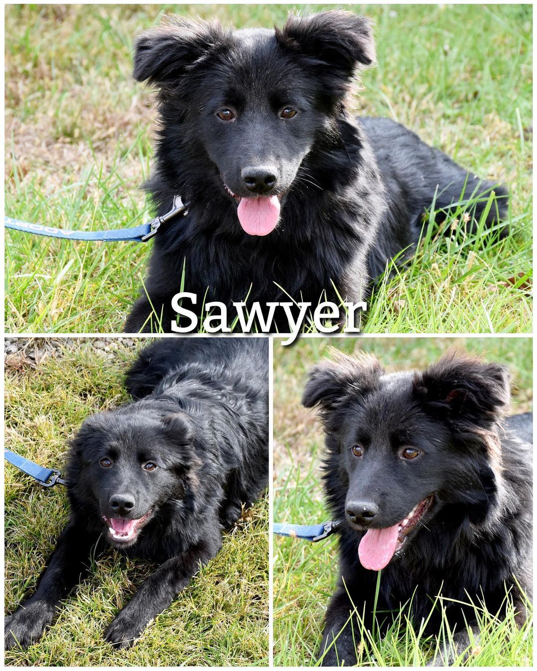 Update: Adopted
Meet Sawyer!
Sawyer is a sweet, silly, and timid 4 month old Border Collie mix puppy looking for his forever home! He loves to get belly rubs, play with toys, and be loved on by everyone he meets. Sawyer is ready to go home and hopes to meet his forever family soon!

Sawyer is neutered, up to date on vaccinations, dewormed, and current on flea/tick preventatives. 

Sawyer’s adoption fee is $85, plus $15 for microchip