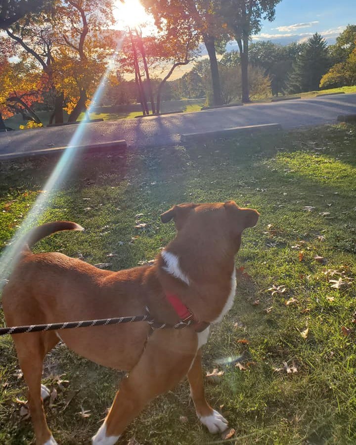 Phineas has taken several outings with his staff friends, but he would love to have a family he can do fun things with forever! 🧡

He is a handsome, adventurous, boxer mix with lots of love to give! Phineas is two years old and loves spending time in the sun with the humans. He would do best in an adult-only home but would be fine with a canine buddy. This stunning guy is waiting patiently for someone to fall in love with him!

You can apply to meet Phineas here: fiveacresanimaalshelter.org/adopt/adoptable-pets-dogs 🐾 <a target='_blank' href='https://www.instagram.com/explore/tags/fiveacresanimalshelter/'>#fiveacresanimalshelter</a> <a target='_blank' href='https://www.instagram.com/explore/tags/safesoundandhomewardbound/'>#safesoundandhomewardbound</a> <a target='_blank' href='https://www.instagram.com/explore/tags/adoptdontshop/'>#adoptdontshop</a>