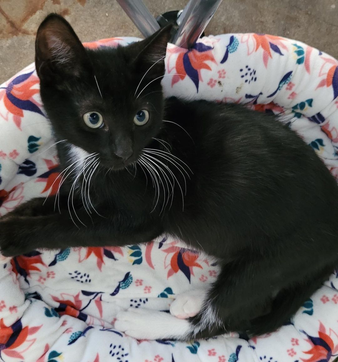 🐾Meet Joe Black 🐾

I love playing! I am a very curious black and white tuxedo boy with 4 white feet.  My foster mom says my long white whiskers make me look very distinguished.

I love to investigate new things. I also like to climb and watch the world from on high. My co-conspirator is my brother Destructor.  We love to romp and wrestle. Mom loves to watch our antics and laughs when we stalk and pounce on each other.

If you’re interested in adopting Joe send us a DM, or email apawsitiveapproach2015@gmail.com 🙏 

<a target='_blank' href='https://www.instagram.com/explore/tags/adopt/'>#adopt</a> <a target='_blank' href='https://www.instagram.com/explore/tags/adoptme/'>#adoptme</a> <a target='_blank' href='https://www.instagram.com/explore/tags/catsforadoption/'>#catsforadoption</a> <a target='_blank' href='https://www.instagram.com/explore/tags/kitten/'>#kitten</a> <a target='_blank' href='https://www.instagram.com/explore/tags/kittenforadoption/'>#kittenforadoption</a> <a target='_blank' href='https://www.instagram.com/explore/tags/adoptable/'>#adoptable</a> <a target='_blank' href='https://www.instagram.com/explore/tags/adoptionready/'>#adoptionready</a>