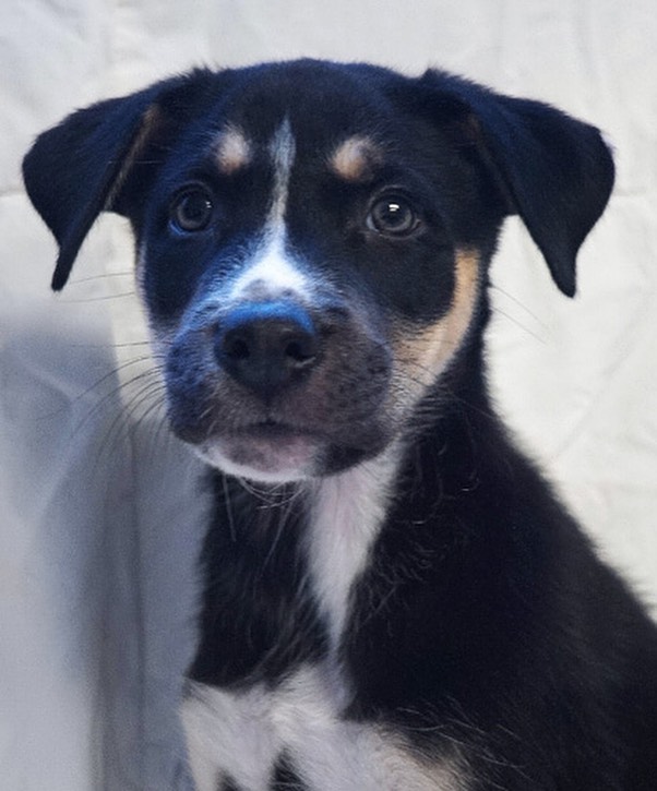 Puppies available tomorrow!

Zero, Jack Skellington and Pumpkin are ready for loving homes 😊🐾❤️
These 9 week-old puppies are available tomorrow at 11 am! 

For more info, 760.753.6413/info@sdpets.org. Or come see them between 11 am and 2 pm Friday through Monday. 

<a target='_blank' href='https://www.instagram.com/explore/tags/adoptablepuppies/'>#adoptablepuppies</a> <a target='_blank' href='https://www.instagram.com/explore/tags/puppies/'>#puppies</a> <a target='_blank' href='https://www.instagram.com/explore/tags/rescuepuppies/'>#rescuepuppies</a> <a target='_blank' href='https://www.instagram.com/explore/tags/adoptdontshop/'>#adoptdontshop</a> <a target='_blank' href='https://www.instagram.com/explore/tags/puppiesmakemehappy/'>#puppiesmakemehappy</a>