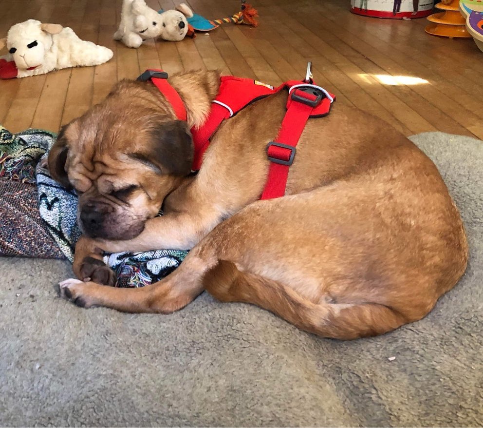 It’s adopt a senior month and once we get 13 year old male puggle Casco vetted, he will be looking for a nice soft landing. He’s a good boy, and he deserves nothing but the best! <a target='_blank' href='https://www.instagram.com/explore/tags/adoptasenior/'>#adoptasenior</a> <a target='_blank' href='https://www.instagram.com/explore/tags/adoptdontshop/'>#adoptdontshop</a> <a target='_blank' href='https://www.instagram.com/explore/tags/pronefoster/'>#pronefoster</a> <a target='_blank' href='https://www.instagram.com/explore/tags/pugglesofinstagram/'>#pugglesofinstagram</a>