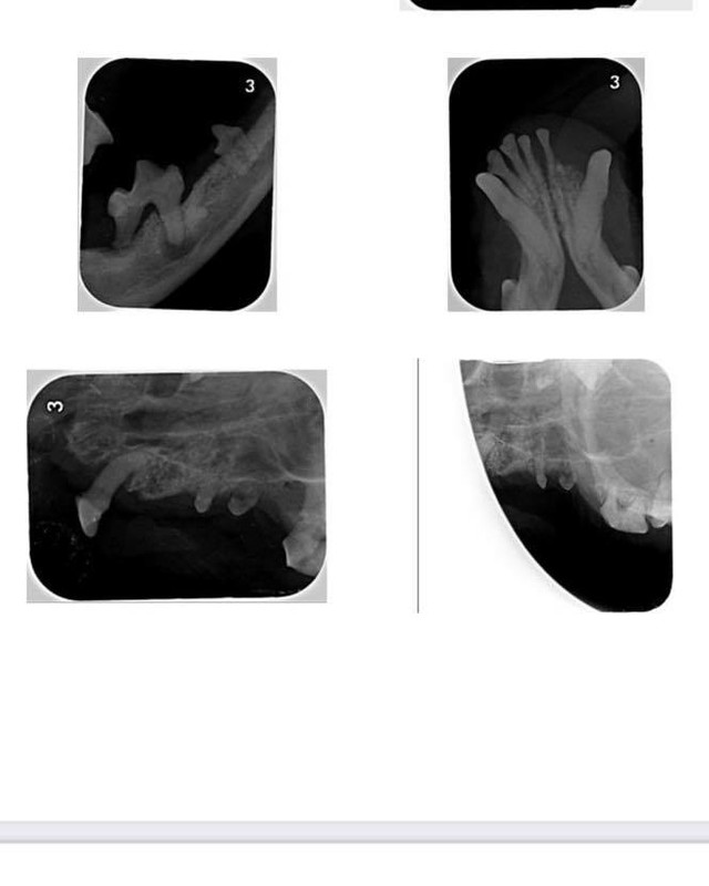 😱Oh oh! We knew Lil Bear’s dental bill was going to be more than usual, but it really wasn’t an option to not get him the care he needed.  Because he has so many issues that put him at high risk to die under anesthesia according to his dogtors, he went to a special dental surgeon.

Now we need a little help to dig out of this hole!  This $2719.75 doozie puts a big strain on the funds we need to help other seniors like LB.  If you are able to donate, every GFA pup would be grateful. 🐶💓 Lil Bear says THANK YOU AS ALWAYS! ☺️

Here are some tax-deductible ways to help:

❣️Facebook Donate button below
❣️ Venmo: Gray Face Acres
❣️PayPal: https://www.paypal.com/donate/?hosted_button_id=E43XHVZYTAQ3J
❣️Website: GrayFaceAcres.org
❣️Mail: GFA/P.O. Box 393/Catharpin VA 20143

<a target='_blank' href='https://www.instagram.com/explore/tags/gfalilbear/'>#gfalilbear</a> <a target='_blank' href='https://www.instagram.com/explore/tags/helpushelpseniordogs/'>#helpushelpseniordogs</a>
<a target='_blank' href='https://www.instagram.com/explore/tags/grateful/'>#grateful</a>