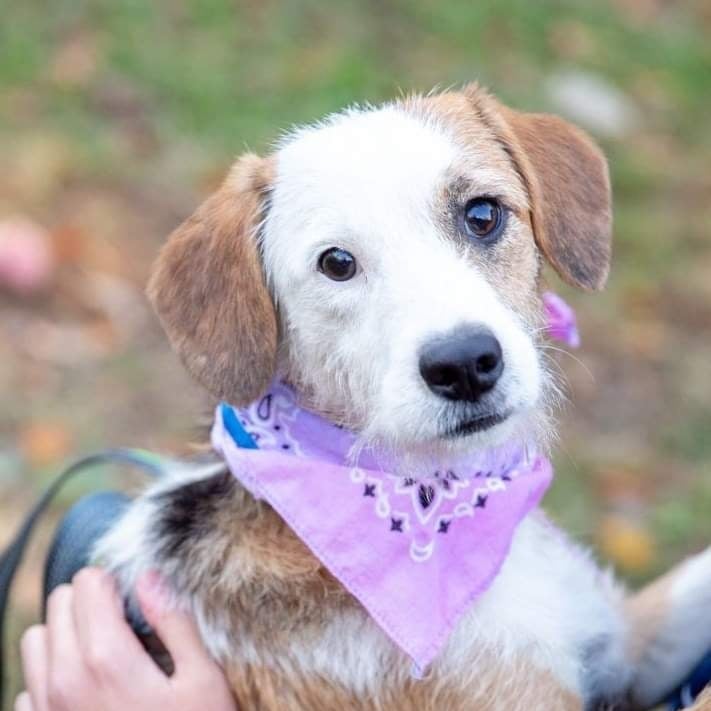 Hi! I'm Bella! 🥰

I love kids, cuddling, and long walks! My cute face is sure to pull at your heartstrings! I might be a little shy when we first meet, but it won't take me long to warm up. Then watch out! I'll cover you with kisses and affection!

I walk well on my leash and if you stop, that means it's time for a snuggle break! I'm told I have a lovely temperament. I don't know what that is but I know with some patience and love I'll blossom into the sweetest of companions!! 

**Applicant Requirements:**
- Only dog in the household
- Recent dog ownership experience
- Fenced yards for households with children 10 and under
- No apartments or condos

PLEASE NOTE: If you are interested in this dog, the first step of the adoption process is to complete an online adoption application. The adoption application is found on our website: www.greenmorerescue.org.
.
.
<a target='_blank' href='https://www.instagram.com/explore/tags/adoptme/'>#adoptme</a> <a target='_blank' href='https://www.instagram.com/explore/tags/dogstagram/'>#dogstagram</a> <a target='_blank' href='https://www.instagram.com/explore/tags/dogrescue/'>#dogrescue</a>