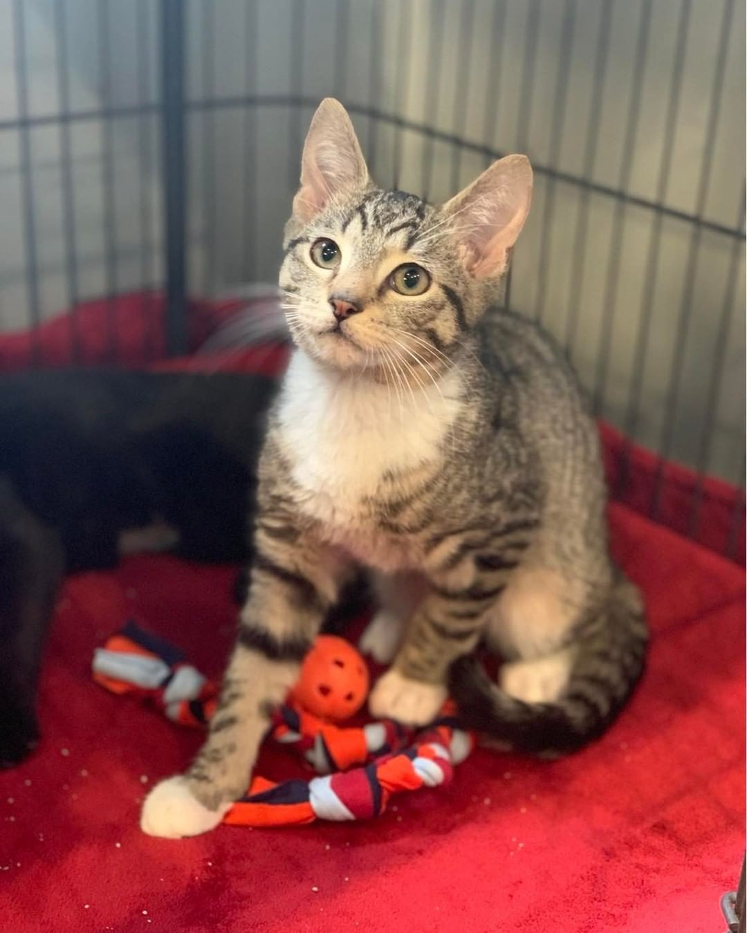 Meet SQUASH (tiger) and GOURD (black)! 
These 4-month-old brothers came in when they were just 8 weeks old. They were in a wonderful foster home where they were loved and learned great socialization until they were big enough to be neutered! Squash and Gourd are now both neutered and ready to go home today! Come visit us from 11 am to 4 pm or fill out a cat adopter survey to let us know you're interested in them! 
https://www.yateshumane.org/cat-adopter-survey