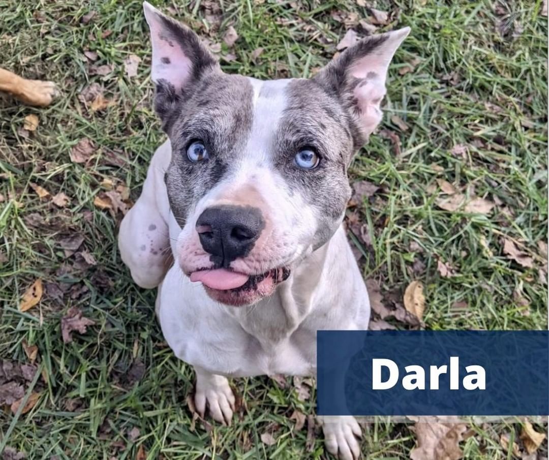 👋 We have three new rescues to introduce to you!! 

Here's what we know so far about these adorable faces: 
.
🐾  Darla, a Pit Bull Terrier and Catahoula Leopard Mix, was surrendered by her owner, and we can already tell that she is full of love and affection! Even though Darla is a senior, she loves running around, playing with other dogs, and has puppy-like energy. 

🐾 Andy, also surrendered by his owner, is a Plott Hound Mixed breed. He has such a gentle soul and always wants to be right by your side. Andy loves being with people, playing with his favorite toys, and running around with other dogs.
.
🐾 Carla, a Pit Bull Terrier Mix, was found as a stray. She looks super cute when she gets the zoomies and loves playing with other dogs. Carla can be timid around new people at first, but once she gets to know you, that's when her outgoing personality shines through.
.
.
<a target='_blank' href='https://www.instagram.com/explore/tags/TheirVoiceRescue/'>#TheirVoiceRescue</a> <a target='_blank' href='https://www.instagram.com/explore/tags/AdoptDontShop/'>#AdoptDontShop</a> <a target='_blank' href='https://www.instagram.com/explore/tags/RescueDogs/'>#RescueDogs</a> <a target='_blank' href='https://www.instagram.com/explore/tags/AnimalRescue/'>#AnimalRescue</a> <a target='_blank' href='https://www.instagram.com/explore/tags/MakeChangeTogether/'>#MakeChangeTogether</a> <a target='_blank' href='https://www.instagram.com/explore/tags/AnimalNonprofits/'>#AnimalNonprofits</a> <a target='_blank' href='https://www.instagram.com/explore/tags/HappyTales/'>#HappyTales</a> <a target='_blank' href='https://www.instagram.com/explore/tags/LifeYourBestLife/'>#LifeYourBestLife</a>