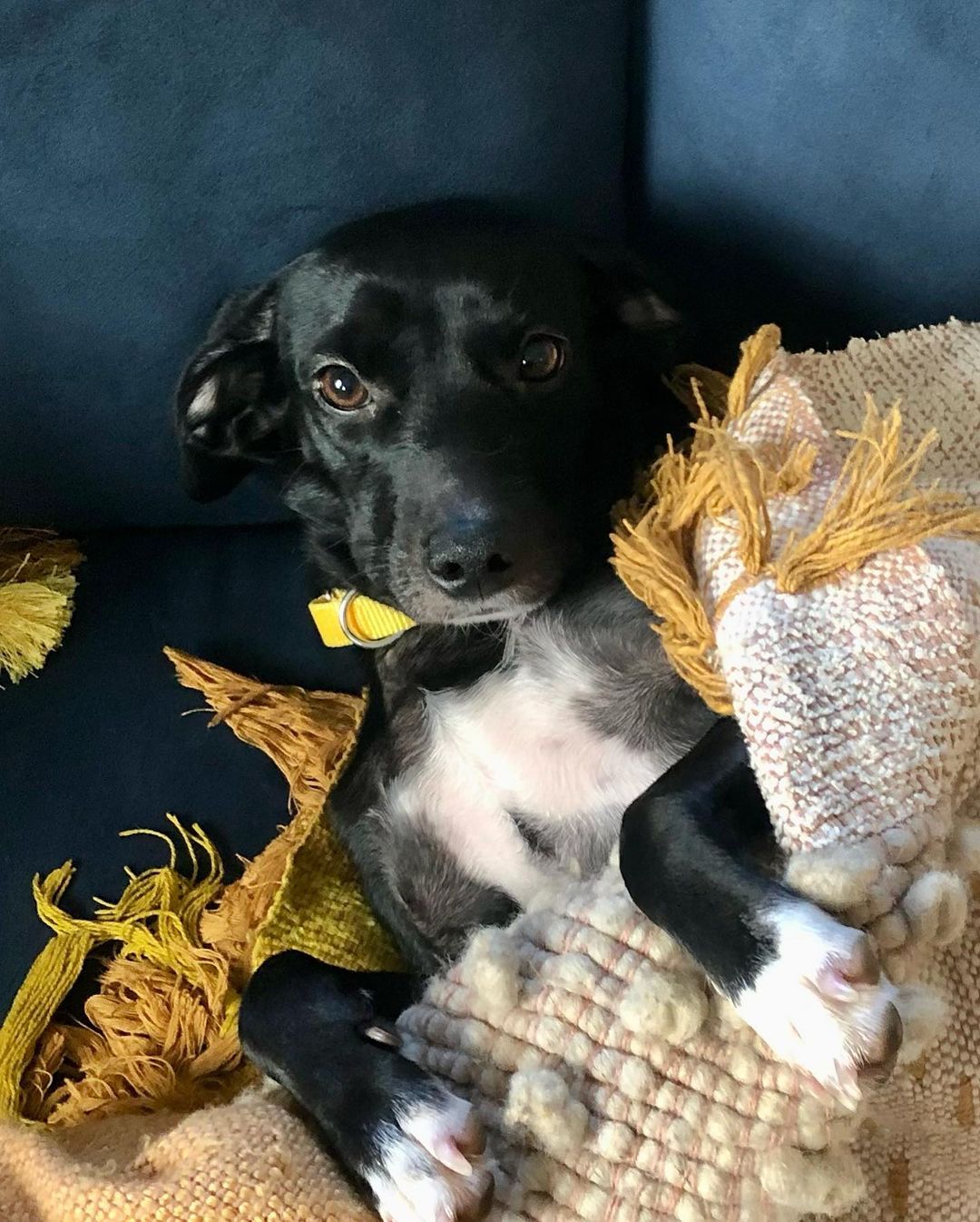 Oh the difference some love and kindness makes! Sophie is an approx 1 year old, 25 lb house trained Daschund/Lab mix (best guess!!!) whose Long Island foster mom says, “Sophie has come such a long way in just ONE week. Her friendly and loving personality is really shining through! She loves going on walks and playing with her toys, and although shy and timid at first with new people, once she warms up, she is the biggest mush and cuddler. All Sophie wants to do is love her humans  and bask in attention, and she’ll never turn down lots of belly rubs and treats. She sleeps quietly in her crate through the night, but she doesn’t love being crated when  left alone, (which is fine because she has lovely indoor manners and doesn’t chew on anything!). She’s a perfect dog for someone looking to adopt a loyal and loving friend.  Sophie is microchipped, vaccinated, and spayed.

To adopt, please submit an app:  http://www.olliesangelsanimalrescue.org/puppies-1

<a target='_blank' href='https://www.instagram.com/explore/tags/fureverfriends/'>#fureverfriends</a> <a target='_blank' href='https://www.instagram.com/explore/tags/olliesangelsanimalrescue/'>#olliesangelsanimalrescue</a> <a target='_blank' href='https://www.instagram.com/explore/tags/olliesangelsalum/'>#olliesangelsalum</a> <a target='_blank' href='https://www.instagram.com/explore/tags/rescuedogsofinstagram/'>#rescuedogsofinstagram</a> <a target='_blank' href='https://www.instagram.com/explore/tags/rescuedismyfavoritebreed/'>#rescuedismyfavoritebreed</a> <a target='_blank' href='https://www.instagram.com/explore/tags/rescuedismyfavouritebreed/'>#rescuedismyfavouritebreed</a> <a target='_blank' href='https://www.instagram.com/explore/tags/rescuedisthebestbreed/'>#rescuedisthebestbreed</a> <a target='_blank' href='https://www.instagram.com/explore/tags/rescuepup/'>#rescuepup</a> <a target='_blank' href='https://www.instagram.com/explore/tags/rescuepuppy/'>#rescuepuppy</a> <a target='_blank' href='https://www.instagram.com/explore/tags/rescuepups/'>#rescuepups</a> <a target='_blank' href='https://www.instagram.com/explore/tags/adopt/'>#adopt</a> <a target='_blank' href='https://www.instagram.com/explore/tags/adoptme/'>#adoptme</a> <a target='_blank' href='https://www.instagram.com/explore/tags/adoptdontshop/'>#adoptdontshop</a> <a target='_blank' href='https://www.instagram.com/explore/tags/adoptdontbuy/'>#adoptdontbuy</a> <a target='_blank' href='https://www.instagram.com/explore/tags/adoptdontshop/'>#adoptdontshop</a> <a target='_blank' href='https://www.instagram.com/explore/tags/adoptdogs/'>#adoptdogs</a> <a target='_blank' href='https://www.instagram.com/explore/tags/fosterpuppy/'>#fosterpuppy</a> <a target='_blank' href='https://www.instagram.com/explore/tags/fosterpuppies/'>#fosterpuppies</a> <a target='_blank' href='https://www.instagram.com/explore/tags/fosterpuppiesofinstagram/'>#fosterpuppiesofinstagram</a> <a target='_blank' href='https://www.instagram.com/explore/tags/fureverhome/'>#fureverhome</a> <a target='_blank' href='https://www.instagram.com/explore/tags/fureverfamily/'>#fureverfamily</a> <a target='_blank' href='https://www.instagram.com/explore/tags/fureverfriend/'>#fureverfriend</a> <a target='_blank' href='https://www.instagram.com/explore/tags/fureverfriends/'>#fureverfriends</a> <a target='_blank' href='https://www.instagram.com/explore/tags/rescuedog/'>#rescuedog</a> <a target='_blank' href='https://www.instagram.com/explore/tags/rescuedogsrock/'>#rescuedogsrock</a> <a target='_blank' href='https://www.instagram.com/explore/tags/rescuedogsofinstagram/'>#rescuedogsofinstagram</a> <a target='_blank' href='https://www.instagram.com/explore/tags/rescuedog/'>#rescuedog</a>