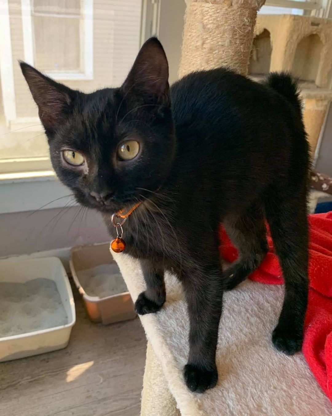 Our ninth black kitty for November is Tahiti! This girl loves to be held and snuggled! She is super sweet and just wants to give you all her love 💕 Tahiti is 6 months old, spayed, FIV/FELV negative and up to date on vaccines. To put in an application click on the link below. 

https://www.sbanimalrescue.org/adopt