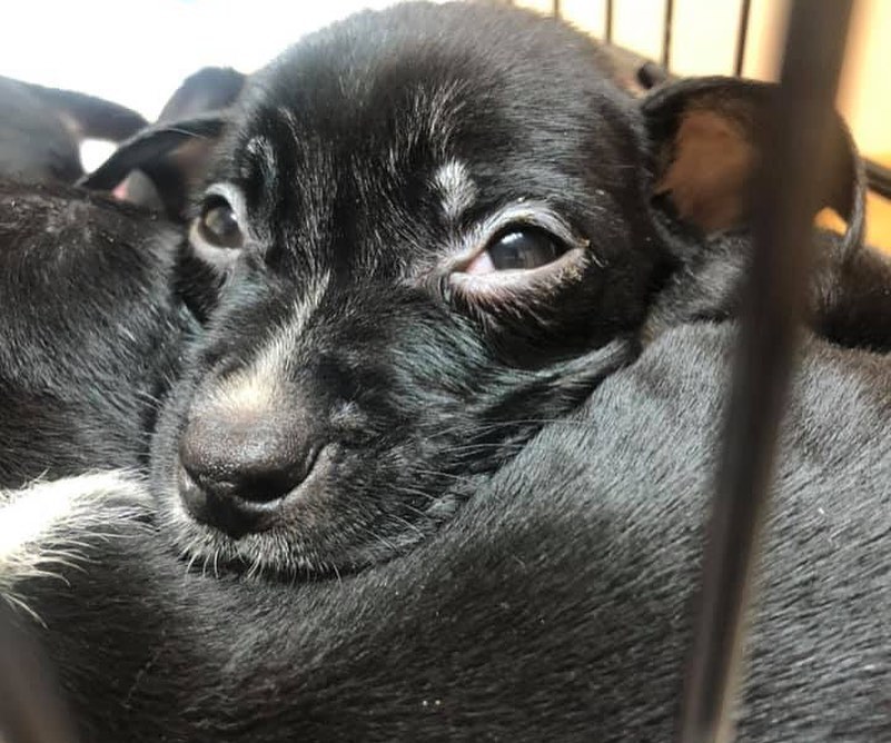 Three sweet and loving, deserving <a target='_blank' href='https://www.instagram.com/explore/tags/puppies/'>#puppies</a> need your help! Abandoned in a field, left to die, they are hospitalized and receiving life-saving medical care. Their costs are extensive and we need your help to continue their care. Please <a target='_blank' href='https://www.instagram.com/explore/tags/donate/'>#donate</a> if you can and please share their story.

DONATE: https://www.pawsforliferescue.org/donate

FOX2 STORY: https://www.fox2detroit.com/video/1000334  <a target='_blank' href='https://www.instagram.com/explore/tags/puppy/'>#puppy</a> <a target='_blank' href='https://www.instagram.com/explore/tags/adoptdontshop/'>#adoptdontshop</a> <a target='_blank' href='https://www.instagram.com/explore/tags/animalcruelty/'>#animalcruelty</a> <a target='_blank' href='https://www.instagram.com/explore/tags/instagood/'>#instagood</a> <a target='_blank' href='https://www.instagram.com/explore/tags/instapuppy/'>#instapuppy</a> <a target='_blank' href='https://www.instagram.com/explore/tags/rescuedogsofinstagram/'>#rescuedogsofinstagram</a> <a target='_blank' href='https://www.instagram.com/explore/tags/rescuedismyfavoritebreed/'>#rescuedismyfavoritebreed</a> <a target='_blank' href='https://www.instagram.com/explore/tags/puppylove/'>#puppylove</a> <a target='_blank' href='https://www.instagram.com/explore/tags/puppiesofinsta/'>#puppiesofinsta</a> <a target='_blank' href='https://www.instagram.com/explore/tags/detroit/'>#detroit</a> <a target='_blank' href='https://www.instagram.com/explore/tags/michigan/'>#michigan</a> <a target='_blank' href='https://www.instagram.com/explore/tags/puppiesofig/'>#puppiesofig</a>