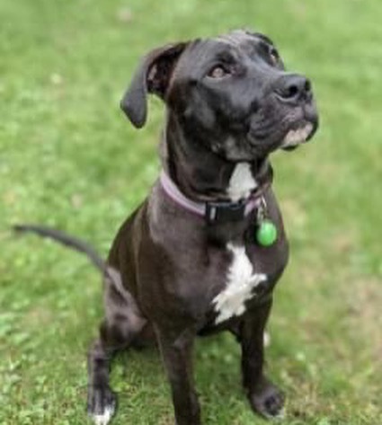 You don't want to miss our in-person adoption event on Saturday, November 13 from noon to 2 p.m. at @friendsoftoto in Pawtucket. Here are some of the pups that will be attending. Let's get these dogs home! <a target='_blank' href='https://www.instagram.com/explore/tags/pleaseshare/'>#pleaseshare</a> <a target='_blank' href='https://www.instagram.com/explore/tags/upforadoption/'>#upforadoption</a> <a target='_blank' href='https://www.instagram.com/explore/tags/adoptionevent/'>#adoptionevent</a> <a target='_blank' href='https://www.instagram.com/explore/tags/saturday/'>#saturday</a> <a target='_blank' href='https://www.instagram.com/explore/tags/local/'>#local</a> <a target='_blank' href='https://www.instagram.com/explore/tags/rhodeisland/'>#rhodeisland</a> <a target='_blank' href='https://www.instagram.com/explore/tags/adoptdontshop/'>#adoptdontshop</a>