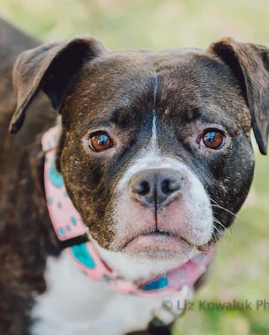 Happy Rosie girl!!! 🌹🥰 Check out these beautiful shots by @rocpetportraits! Swipe for underbite 🐶😜
Rosie will be up for adoption soon! Fill out an app on our website to get ahead of the game!! <a target='_blank' href='https://www.instagram.com/explore/tags/linkinbio/'>#linkinbio</a>