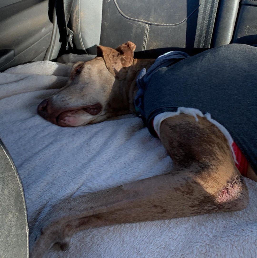 Long day for both. If Scout continues to do well we will start chemotherapy once his amputation surgery area is completely healed. 

•
•
•

littlelotusrescueandsanctuary.org
Venmo: LLR-Littlelotusrescue
PayPal: littlelotusrescue@gmail.com

<a target='_blank' href='https://www.instagram.com/explore/tags/littlelotusrescueandsanctuary/'>#littlelotusrescueandsanctuary</a> <a target='_blank' href='https://www.instagram.com/explore/tags/lotushaus/'>#lotushaus</a><a target='_blank' href='https://www.instagram.com/explore/tags/dogsofinstagram/'>#dogsofinstagram</a> <a target='_blank' href='https://www.instagram.com/explore/tags/ittakesavillage/'>#ittakesavillage</a> <a target='_blank' href='https://www.instagram.com/explore/tags/liveyourbestlife/'>#liveyourbestlife</a> <a target='_blank' href='https://www.instagram.com/explore/tags/rescuedog/'>#rescuedog</a> <a target='_blank' href='https://www.instagram.com/explore/tags/rescuedogofinstagram/'>#rescuedogofinstagram</a> <a target='_blank' href='https://www.instagram.com/explore/tags/bekind/'>#bekind</a> <a target='_blank' href='https://www.instagram.com/explore/tags/veterinarian/'>#veterinarian</a> <a target='_blank' href='https://www.instagram.com/explore/tags/tierarzt/'>#tierarzt</a> <a target='_blank' href='https://www.instagram.com/explore/tags/vettechlife/'>#vettechlife</a> <a target='_blank' href='https://www.instagram.com/explore/tags/help/'>#help</a>  <a target='_blank' href='https://www.instagram.com/explore/tags/tucson/'>#tucson</a> <a target='_blank' href='https://www.instagram.com/explore/tags/arizona/'>#arizona</a> <a target='_blank' href='https://www.instagram.com/explore/tags/instagood/'>#instagood</a> <a target='_blank' href='https://www.instagram.com/explore/tags/hund/'>#hund</a> <a target='_blank' href='https://www.instagram.com/explore/tags/tiere/'>#tiere</a> <a target='_blank' href='https://www.instagram.com/explore/tags/Sorgenkind/'>#Sorgenkind</a> <a target='_blank' href='https://www.instagram.com/explore/tags/betheirvoice/'>#betheirvoice</a> <a target='_blank' href='https://www.instagram.com/explore/tags/voiceforthevoiceless/'>#voiceforthevoiceless</a>
<a target='_blank' href='https://www.instagram.com/explore/tags/greatdane/'>#greatdane</a> <a target='_blank' href='https://www.instagram.com/explore/tags/tripod/'>#tripod</a> <a target='_blank' href='https://www.instagram.com/explore/tags/osteosarcoma/'>#osteosarcoma</a> <a target='_blank' href='https://www.instagram.com/explore/tags/bonecancer/'>#bonecancer</a>