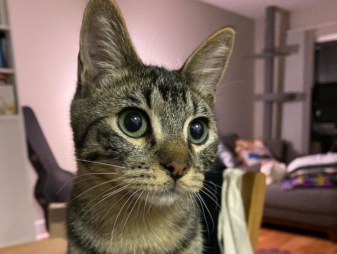 Adopt Croissant 🥐 and Donut🍩! CroNut are bffs who can be adopted together or separately—but they'd love to spend their lives together! Croissant qualifies for our November tabby promo, so act fast before these cuties are gone!

Croissant is a sweet little boy that loves to cuddle up next to a human after a long day of playing. In his sleep he'll turn onto his back & let you scratch his stomach, and he immediately starts purring. He purrs instantly when you give him pets and sometimes even when you just look at him! He loves mouse toys and chasing Donut around the house. 

Donut is the sweetest little girl. She's obsessed with spring toys and immediately perks up when she hears one. She also loves her stuffed snake toy and carries it around the house. She's super playful but when it's time for bed or when she's waking up she's super cuddly. She loves to snuggle up under blankets and each night she lays on her foster mom's chest, purring and rubbing her head on her foster mom's chin. 
 ⠀⠀⠀⠀⠀⠀⠀⠀ ⠀⠀⠀⠀⠀⠀⠀⠀⠀ ⠀⠀⠀⠀⠀⠀⠀⠀⠀
 ⠀⠀⠀⠀⠀⠀⠀⠀⠀ ⠀⠀⠀⠀⠀⠀⠀⠀⠀
If you are interested in adopting Donut and Croissant, submit an application at https://www.littlelionfoundation.org/adopt
 ⠀⠀⠀⠀⠀⠀⠀⠀⠀ ⠀⠀⠀⠀⠀⠀⠀⠀⠀
To donate⬇️
🐾 Donate thru our PayPal link at www.PayPal.me/littlelionfoundation
 ⠀⠀⠀⠀⠀⠀⠀⠀⠀ ⠀⠀⠀⠀⠀⠀⠀⠀⠀
🐾 VENMO: @Littlelion-foundation
 ⠀⠀⠀⠀⠀⠀⠀⠀⠀ ⠀⠀⠀⠀⠀⠀⠀⠀⠀
🐾 Donate thru our CUDDLY campaigns https://cuddly.com/shelter/37701/The-Little-Lion-Foundation
 ⠀⠀⠀⠀⠀⠀⠀⠀⠀ ⠀⠀⠀⠀⠀⠀⠀⠀⠀
🐾www.littlelionfoundation.org/donate
 ⠀⠀⠀⠀⠀⠀⠀⠀⠀ ⠀⠀⠀⠀⠀⠀⠀⠀⠀
<a target='_blank' href='https://www.instagram.com/explore/tags/thelittlelionfoundation/'>#thelittlelionfoundation</a> <a target='_blank' href='https://www.instagram.com/explore/tags/roarforthevoiceless/'>#roarforthevoiceless</a> <a target='_blank' href='https://www.instagram.com/explore/tags/adopt/'>#adopt</a> <a target='_blank' href='https://www.instagram.com/explore/tags/adoptdontshop/'>#adoptdontshop</a> <a target='_blank' href='https://www.instagram.com/explore/tags/spayandneuter/'>#spayandneuter</a> <a target='_blank' href='https://www.instagram.com/explore/tags/longbeach/'>#longbeach</a> <a target='_blank' href='https://www.instagram.com/explore/tags/foster/'>#foster</a> <a target='_blank' href='https://www.instagram.com/explore/tags/fosterkittens/'>#fosterkittens</a> <a target='_blank' href='https://www.instagram.com/explore/tags/donate/'>#donate</a> <a target='_blank' href='https://www.instagram.com/explore/tags/rescuecat/'>#rescuecat</a> <a target='_blank' href='https://www.instagram.com/explore/tags/cat/'>#cat</a> <a target='_blank' href='https://www.instagram.com/explore/tags/kittens/'>#kittens</a> <a target='_blank' href='https://www.instagram.com/explore/tags/tabbycat/'>#tabbycat</a> <a target='_blank' href='https://www.instagram.com/explore/tags/blackcat/'>#blackcat</a>