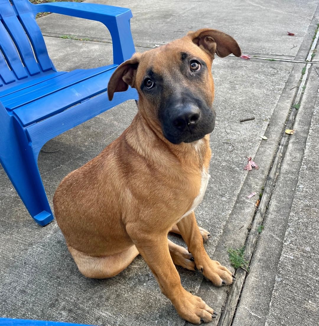 Looking for a gentle soul to light up your life? This boy will steal your heart! Zeus is a house-trained 6-month-old, 40 lb Hound/Pit mix (best guess!) who is simply a fantastic dog. He is very comfortable meeting new people, loves being with other dogs, listens very well, doesn't pull on the leash, learns commands super quickly, and has a ball running around the backyard. Zeus is a loyal and quiet boy who is a Grade A snuggler, and he sleeps quietly through the night snuggled up close to his people.  Zeus is microchipped, vaccinated, and is being neutered by the rescue prior to adoption.

To adopt, please submit an app via our website. http://www.olliesangelsanimalrescue.org/puppies-1

<a target='_blank' href='https://www.instagram.com/explore/tags/fureverfriends/'>#fureverfriends</a> <a target='_blank' href='https://www.instagram.com/explore/tags/olliesangelsanimalrescue/'>#olliesangelsanimalrescue</a> <a target='_blank' href='https://www.instagram.com/explore/tags/olliesangelsalum/'>#olliesangelsalum</a> <a target='_blank' href='https://www.instagram.com/explore/tags/rescuedogsofinstagram/'>#rescuedogsofinstagram</a> <a target='_blank' href='https://www.instagram.com/explore/tags/rescuedismyfavoritebreed/'>#rescuedismyfavoritebreed</a> <a target='_blank' href='https://www.instagram.com/explore/tags/rescuedismyfavouritebreed/'>#rescuedismyfavouritebreed</a> <a target='_blank' href='https://www.instagram.com/explore/tags/rescuedisthebestbreed/'>#rescuedisthebestbreed</a> <a target='_blank' href='https://www.instagram.com/explore/tags/rescuepup/'>#rescuepup</a> <a target='_blank' href='https://www.instagram.com/explore/tags/rescuepuppy/'>#rescuepuppy</a> <a target='_blank' href='https://www.instagram.com/explore/tags/rescuepups/'>#rescuepups</a> <a target='_blank' href='https://www.instagram.com/explore/tags/adopt/'>#adopt</a> <a target='_blank' href='https://www.instagram.com/explore/tags/adoptme/'>#adoptme</a> <a target='_blank' href='https://www.instagram.com/explore/tags/adoptdontshop/'>#adoptdontshop</a> <a target='_blank' href='https://www.instagram.com/explore/tags/adoptdontbuy/'>#adoptdontbuy</a> <a target='_blank' href='https://www.instagram.com/explore/tags/adoptdontshop/'>#adoptdontshop</a> <a target='_blank' href='https://www.instagram.com/explore/tags/adoptdogs/'>#adoptdogs</a> <a target='_blank' href='https://www.instagram.com/explore/tags/fosterpuppy/'>#fosterpuppy</a> <a target='_blank' href='https://www.instagram.com/explore/tags/fosterpuppies/'>#fosterpuppies</a> <a target='_blank' href='https://www.instagram.com/explore/tags/fosterpuppiesofinstagram/'>#fosterpuppiesofinstagram</a> <a target='_blank' href='https://www.instagram.com/explore/tags/fureverhome/'>#fureverhome</a> <a target='_blank' href='https://www.instagram.com/explore/tags/fureverfamily/'>#fureverfamily</a> <a target='_blank' href='https://www.instagram.com/explore/tags/fureverfriend/'>#fureverfriend</a> <a target='_blank' href='https://www.instagram.com/explore/tags/fureverfriends/'>#fureverfriends</a> <a target='_blank' href='https://www.instagram.com/explore/tags/rescuedog/'>#rescuedog</a> <a target='_blank' href='https://www.instagram.com/explore/tags/rescuedogsrock/'>#rescuedogsrock</a> <a target='_blank' href='https://www.instagram.com/explore/tags/rescuedogsofinstagram/'>#rescuedogsofinstagram</a> <a target='_blank' href='https://www.instagram.com/explore/tags/rescuedog/'>#rescuedog</a> <a target='_blank' href='https://www.instagram.com/explore/tags/muttsofinstagram/'>#muttsofinstagram</a> <a target='_blank' href='https://www.instagram.com/explore/tags/muttsrock/'>#muttsrock</a> <a target='_blank' href='https://www.instagram.com/explore/tags/rescuepuppies/'>#rescuepuppies</a>