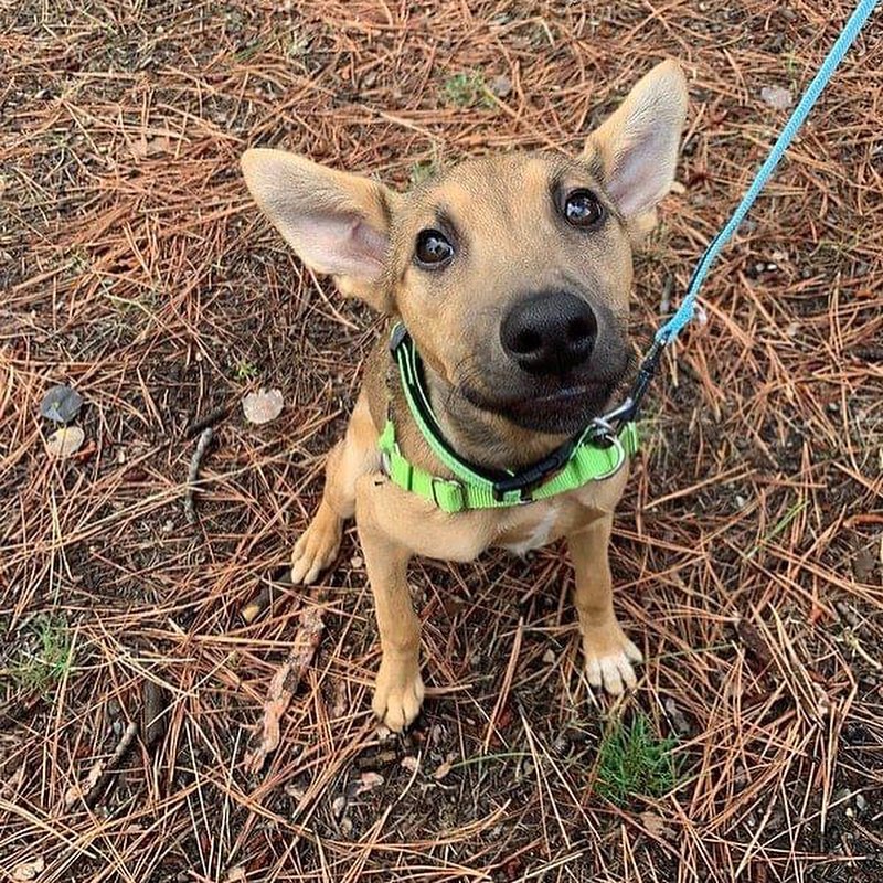 It's a dog party here at HSTT! Here is who's new at our shelter: Lincoln, Barney, Vixie, Carmelita, Penny, Daisy, and Elvis are all available for adoption and ready to be part of your family!

Please email adoptions@hstt.org for inquiries!