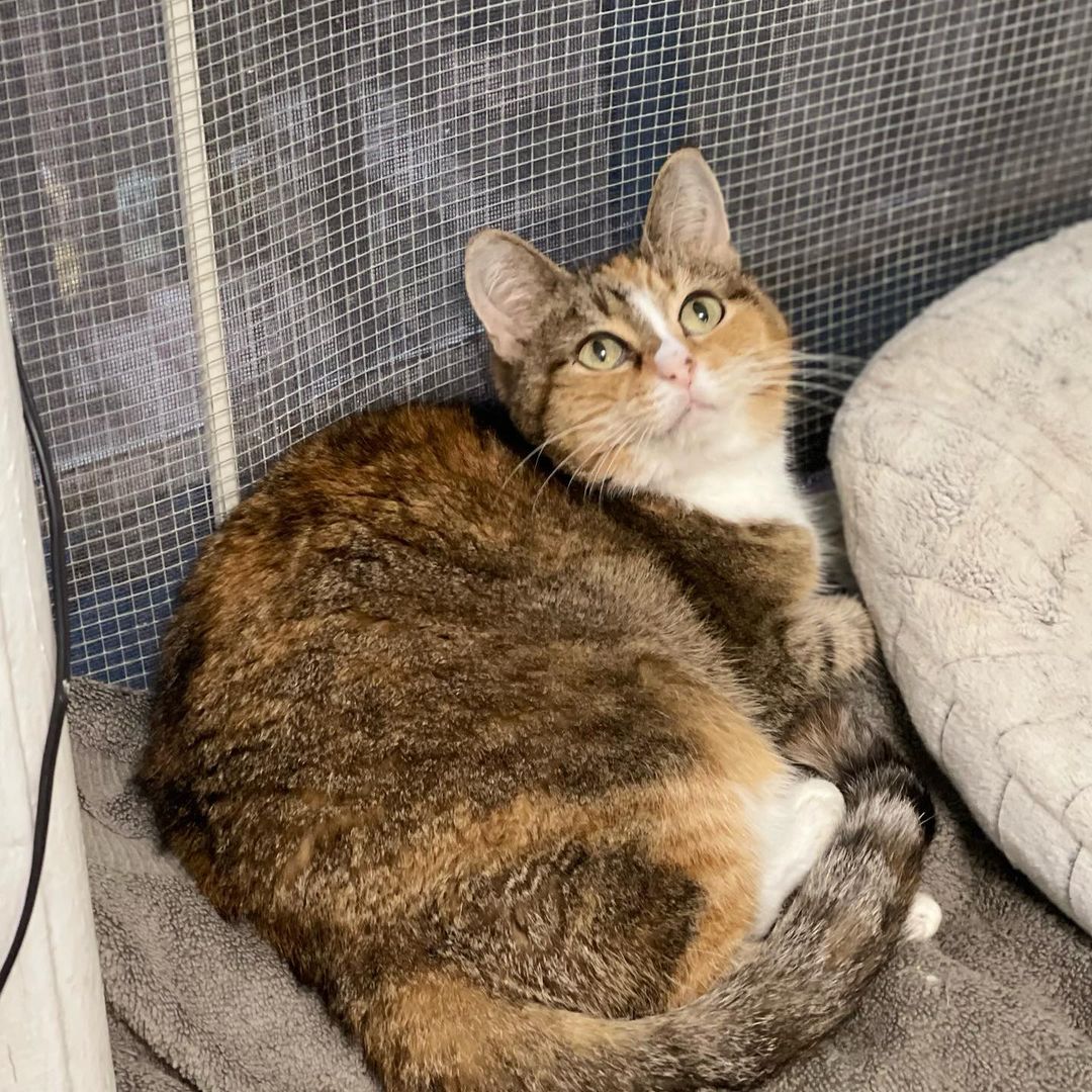 Meet Brie, an exquisite Calico who loves to be held. She is a bonded sister pair who need to be adopted together. Come to the Cat Adoption Center and give the sweet sisters some love 💕 
🕒 Weekday 5:30-8pm Weekend, noon-5