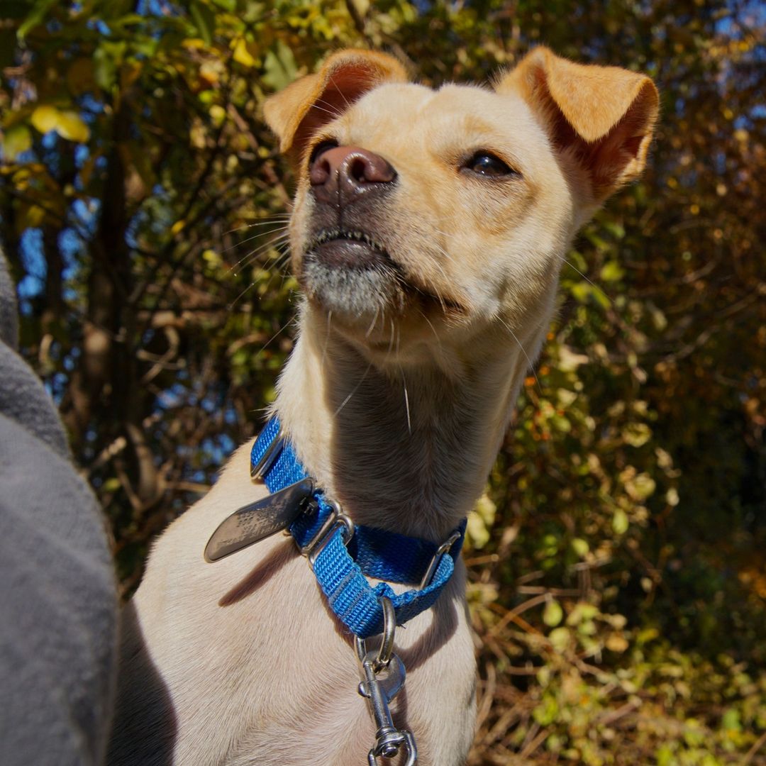 Sasha is a little spit fire of a dog!
Full of energy and personality!!
This petite little girl will make a great companion with some time and love!
She is an Chihuahua & Italian Greyhound Mix. Contact us for more information!! 
<a target='_blank' href='https://www.instagram.com/explore/tags/adoptdontshop/'>#adoptdontshop</a> <a target='_blank' href='https://www.instagram.com/explore/tags/adoptpurelove/'>#adoptpurelove</a> <a target='_blank' href='https://www.instagram.com/explore/tags/dogs/'>#dogs</a> <a target='_blank' href='https://www.instagram.com/explore/tags/dogsofinstagram/'>#dogsofinstagram</a> <a target='_blank' href='https://www.instagram.com/explore/tags/woof/'>#woof</a> <a target='_blank' href='https://www.instagram.com/explore/tags/bark/'>#bark</a> <a target='_blank' href='https://www.instagram.com/explore/tags/chihuahua/'>#chihuahua</a> <a target='_blank' href='https://www.instagram.com/explore/tags/chihuahuasofinstagram/'>#chihuahuasofinstagram</a> <a target='_blank' href='https://www.instagram.com/explore/tags/chihuahualife/'>#chihuahualife</a> <a target='_blank' href='https://www.instagram.com/explore/tags/canine/'>#canine</a> <a target='_blank' href='https://www.instagram.com/explore/tags/dog/'>#dog</a> <a target='_blank' href='https://www.instagram.com/explore/tags/paws/'>#paws</a> <a target='_blank' href='https://www.instagram.com/explore/tags/cute/'>#cute</a> <a target='_blank' href='https://www.instagram.com/explore/tags/italiangreyhound/'>#italiangreyhound</a> <a target='_blank' href='https://www.instagram.com/explore/tags/bowwow/'>#bowwow</a> <a target='_blank' href='https://www.instagram.com/explore/tags/woof/'>#woof</a> <a target='_blank' href='https://www.instagram.com/explore/tags/boston/'>#boston</a> <a target='_blank' href='https://www.instagram.com/explore/tags/massachusetts/'>#massachusetts</a> <a target='_blank' href='https://www.instagram.com/explore/tags/newengland/'>#newengland</a> <a target='_blank' href='https://www.instagram.com/explore/tags/capecod/'>#capecod</a> <a target='_blank' href='https://www.instagram.com/explore/tags/scituatema/'>#scituatema</a> <a target='_blank' href='https://www.instagram.com/explore/tags/fall/'>#fall</a> <a target='_blank' href='https://www.instagram.com/explore/tags/fallvibes/'>#fallvibes</a>