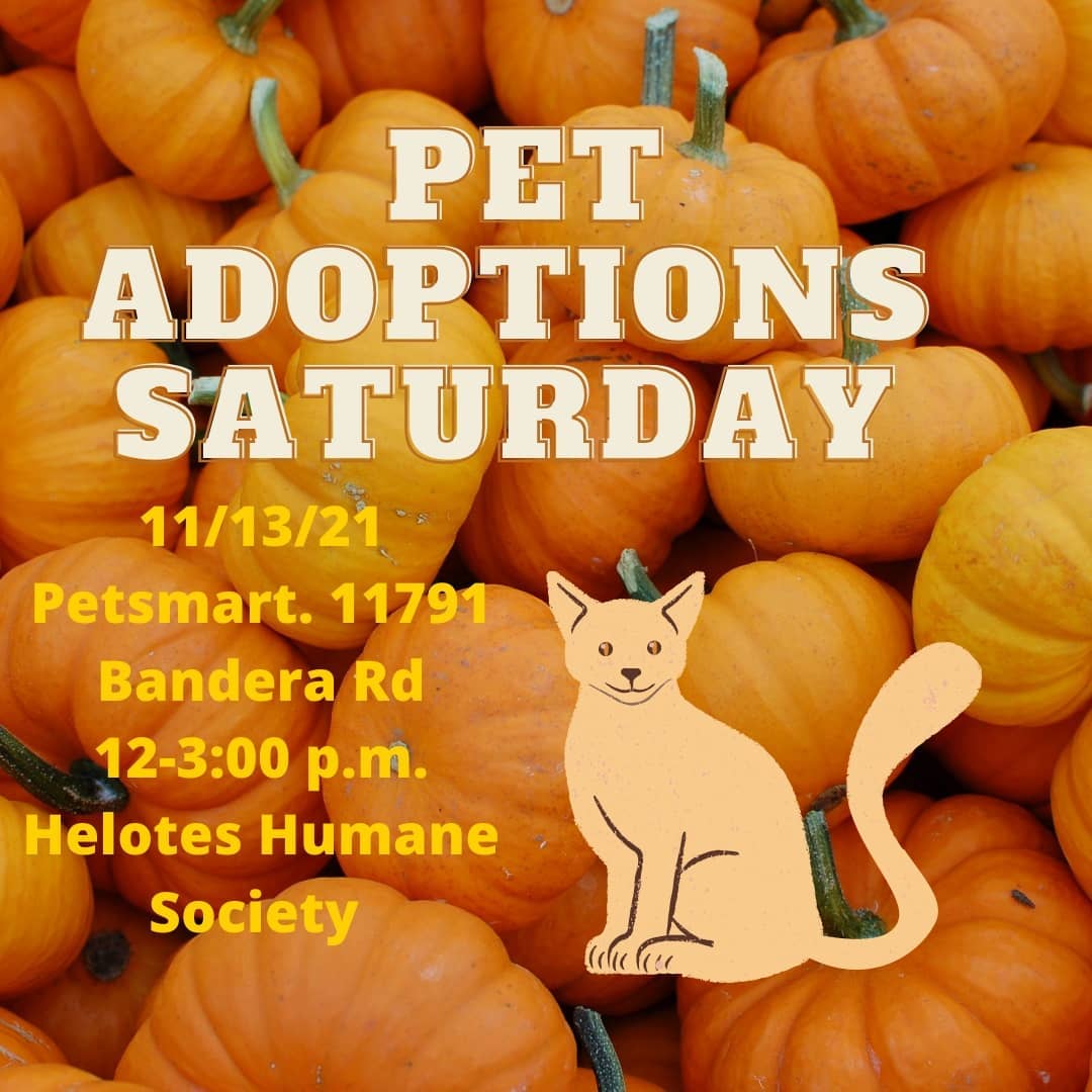 We have lots of beautiful cats & kittens available for adoption this Saturday Nov.13th. We'll be at PetSmart in Bandera Point next to Kohls from noon until 3:00 p.m. Come see us!
🐈🐈‍⬛🍁🐈🐈‍⬛🍁🐈🐈‍⬛🍁 <a target='_blank' href='https://www.instagram.com/explore/tags/petsmart/'>#petsmart</a> <a target='_blank' href='https://www.instagram.com/explore/tags/helotestx/'>#helotestx</a> <a target='_blank' href='https://www.instagram.com/explore/tags/helotes/'>#helotes</a> <a target='_blank' href='https://www.instagram.com/explore/tags/helotestexas/'>#helotestexas</a> <a target='_blank' href='https://www.instagram.com/explore/tags/sanantoniopets/'>#sanantoniopets</a> <a target='_blank' href='https://www.instagram.com/explore/tags/sanantoniocats/'>#sanantoniocats</a> <a target='_blank' href='https://www.instagram.com/explore/tags/adoptablepets/'>#adoptablepets</a> <a target='_blank' href='https://www.instagram.com/explore/tags/adoptacat/'>#adoptacat</a> <a target='_blank' href='https://www.instagram.com/explore/tags/adoptakitten/'>#adoptakitten</a> <a target='_blank' href='https://www.instagram.com/explore/tags/sanantoniocats/'>#sanantoniocats</a> <a target='_blank' href='https://www.instagram.com/explore/tags/sanantoniocatlovers/'>#sanantoniocatlovers</a>