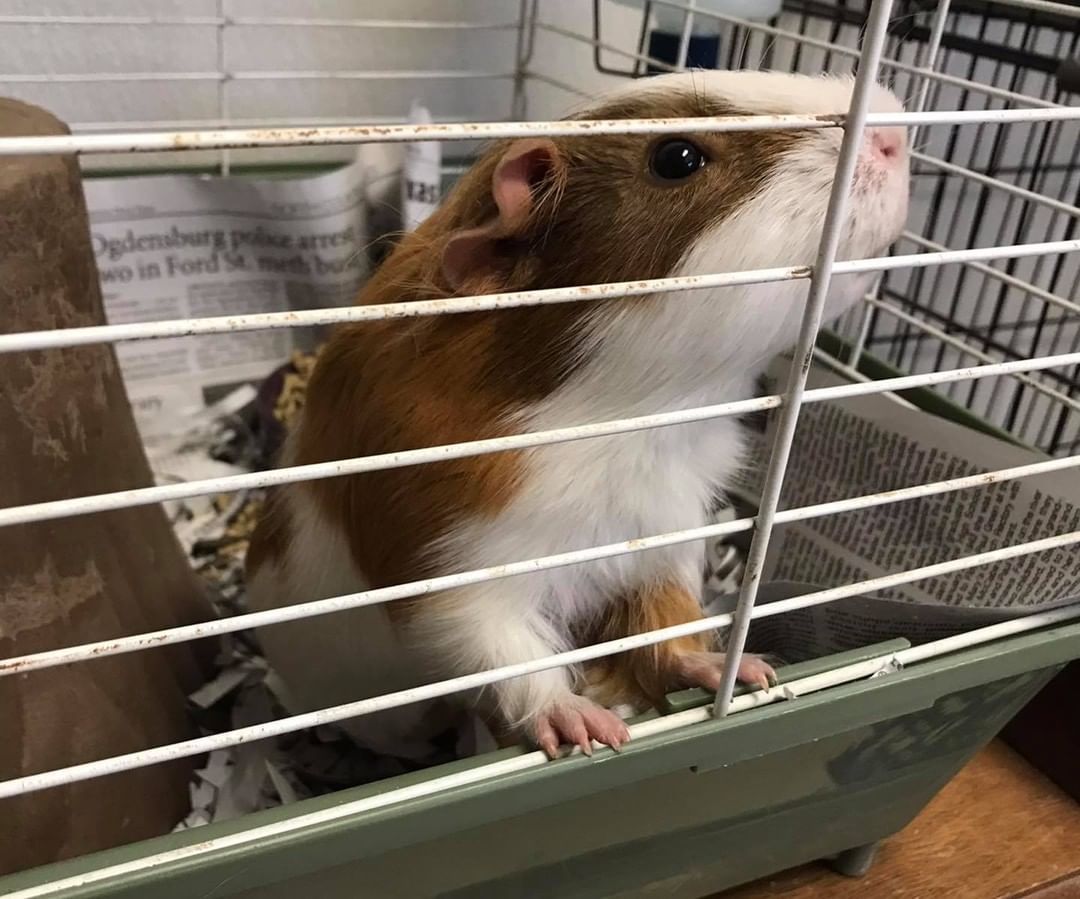 Not a dog or cat person?  Potsdam Humane Society has a variety of pocket pets available looking forever homes! 🐭🐹🐰Those available can be found here on our website http://potsdamhumanesociety.org/wp/?page_id=9.