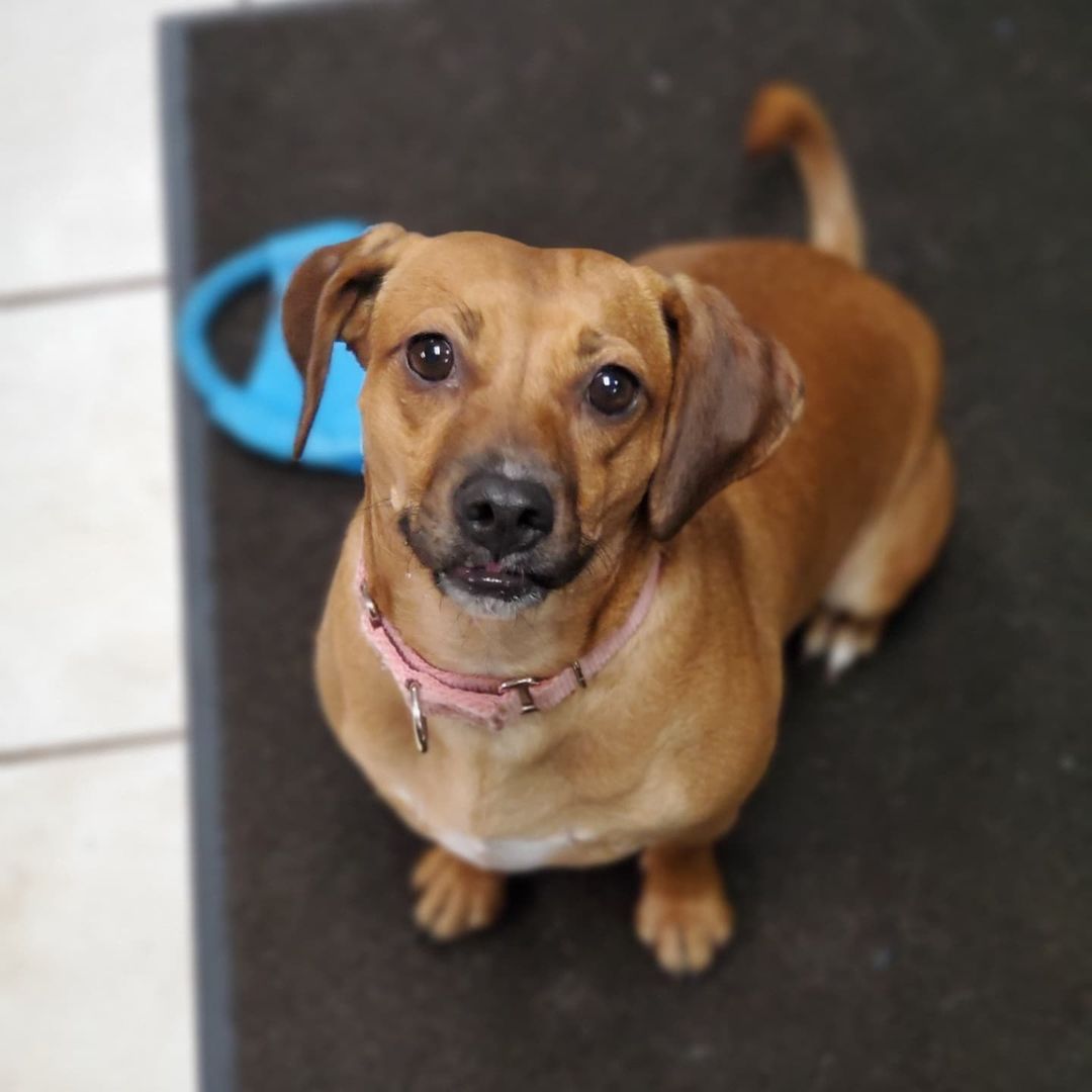 Who doesn't love Chocolate?!

Chocolate is a 1year old spayed female Beagle mix, weighing about 30lbs. 

Chocolate is super loving and an extremely cuddly companion. She is looking for a home with another dog to help her along with her confidence. She loves going for walks, playing at the dog park, and as many toys as she can get a hold of. She has energy to burn and will stay within a tongue length away from her person while at home.  She loves to play with all dogs and cats but can also stay busy with toys all by herself. New things make her nervous so she depends on her siblings to show her what is ok and what to actually be cautious of. She is still working on some basic commands and to stay at a distance when humans are eating. She is a very pretty girl that pictures don’t do justice, so you'll have to meet her in person!

<a target='_blank' href='https://www.instagram.com/explore/tags/adoptdontshop/'>#adoptdontshop</a>
<a target='_blank' href='https://www.instagram.com/explore/tags/luckymuttswi/'>#luckymuttswi</a>
<a target='_blank' href='https://www.instagram.com/explore/tags/rescuedogsmke/'>#rescuedogsmke</a>
<a target='_blank' href='https://www.instagram.com/explore/tags/doglovers/'>#doglovers</a>
<a target='_blank' href='https://www.instagram.com/explore/tags/rescuedogsofinstagram/'>#rescuedogsofinstagram</a>
<a target='_blank' href='https://www.instagram.com/explore/tags/sweetpup/'>#sweetpup</a>
<a target='_blank' href='https://www.instagram.com/explore/tags/mke/'>#mke</a>
<a target='_blank' href='https://www.instagram.com/explore/tags/mkepup/'>#mkepup</a>
<a target='_blank' href='https://www.instagram.com/explore/tags/wisconsinrescue/'>#wisconsinrescue</a>
<a target='_blank' href='https://www.instagram.com/explore/tags/lovedogs/'>#lovedogs</a>
<a target='_blank' href='https://www.instagram.com/explore/tags/rescue/'>#rescue</a>
<a target='_blank' href='https://www.instagram.com/explore/tags/foster/'>#foster</a>
<a target='_blank' href='https://www.instagram.com/explore/tags/adopt/'>#adopt</a>
<a target='_blank' href='https://www.instagram.com/explore/tags/dogsofinstagram/'>#dogsofinstagram</a>
<a target='_blank' href='https://www.instagram.com/explore/tags/dogrescue/'>#dogrescue</a>
<a target='_blank' href='https://www.instagram.com/explore/tags/beagle/'>#beagle</a>
<a target='_blank' href='https://www.instagram.com/explore/tags/chocolate/'>#chocolate</a>
<a target='_blank' href='https://www.instagram.com/explore/tags/cutie/'>#cutie</a>