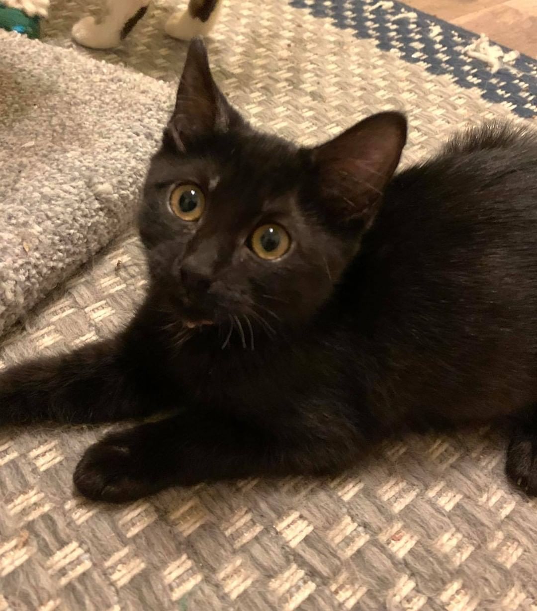 Our twelfth black kitty for November is Peanut Butter! This precious little girl is so much fun! She will play so hard and then when it’s time for a nap she cuddles hard. She loves to be petted and rub on her human 💕 Peanut Butter is 3 months old, FIV/FELV negative and up to date on vaccines. To put in an application click on the link below.

https://www.sbanimalrescue.org/adopt