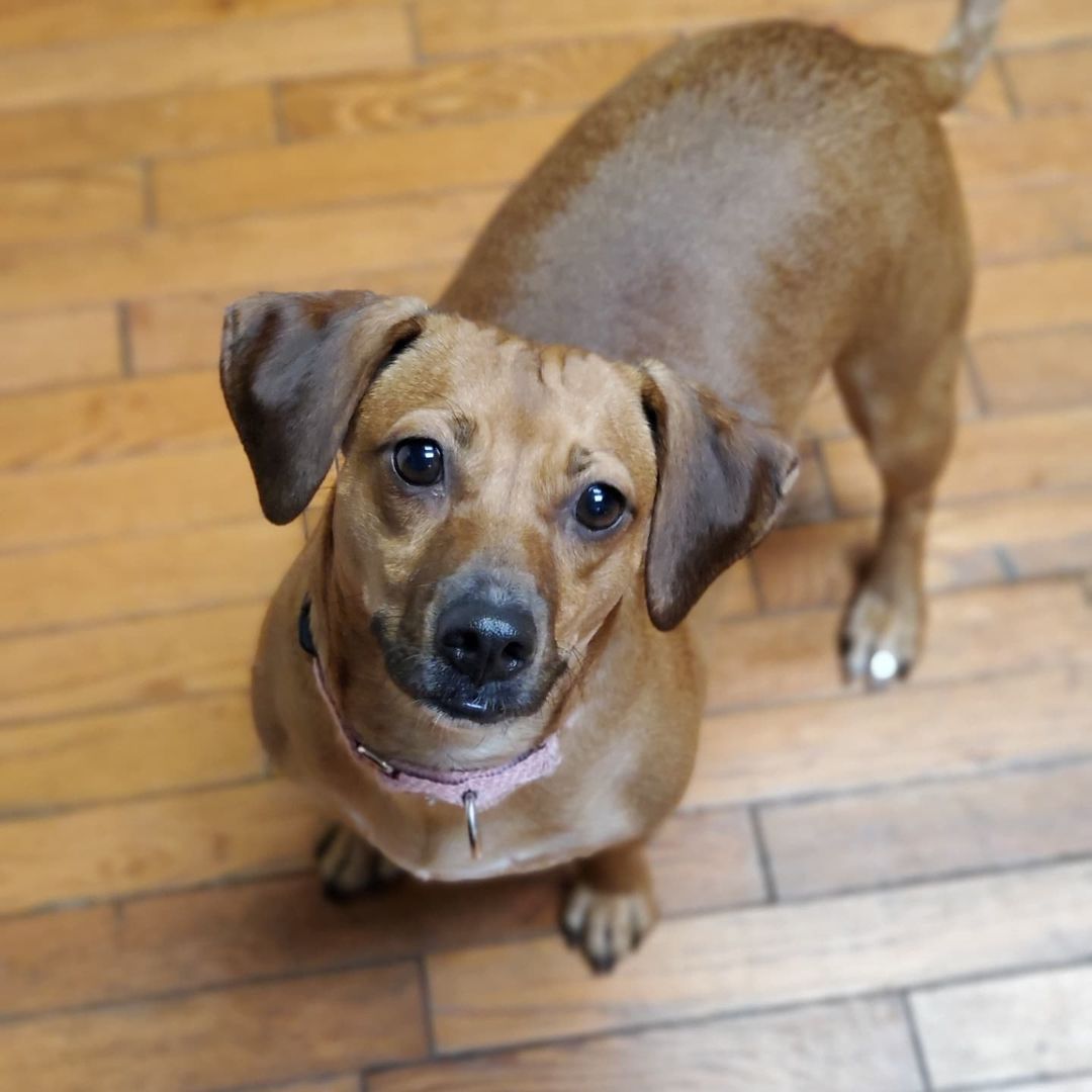 Who doesn't love Chocolate?!

Chocolate is a 1year old spayed female Beagle mix, weighing about 30lbs. 

Chocolate is super loving and an extremely cuddly companion. She is looking for a home with another dog to help her along with her confidence. She loves going for walks, playing at the dog park, and as many toys as she can get a hold of. She has energy to burn and will stay within a tongue length away from her person while at home.  She loves to play with all dogs and cats but can also stay busy with toys all by herself. New things make her nervous so she depends on her siblings to show her what is ok and what to actually be cautious of. She is still working on some basic commands and to stay at a distance when humans are eating. She is a very pretty girl that pictures don’t do justice, so you'll have to meet her in person!

<a target='_blank' href='https://www.instagram.com/explore/tags/adoptdontshop/'>#adoptdontshop</a>
<a target='_blank' href='https://www.instagram.com/explore/tags/luckymuttswi/'>#luckymuttswi</a>
<a target='_blank' href='https://www.instagram.com/explore/tags/rescuedogsmke/'>#rescuedogsmke</a>
<a target='_blank' href='https://www.instagram.com/explore/tags/doglovers/'>#doglovers</a>
<a target='_blank' href='https://www.instagram.com/explore/tags/rescuedogsofinstagram/'>#rescuedogsofinstagram</a>
<a target='_blank' href='https://www.instagram.com/explore/tags/sweetpup/'>#sweetpup</a>
<a target='_blank' href='https://www.instagram.com/explore/tags/mke/'>#mke</a>
<a target='_blank' href='https://www.instagram.com/explore/tags/mkepup/'>#mkepup</a>
<a target='_blank' href='https://www.instagram.com/explore/tags/wisconsinrescue/'>#wisconsinrescue</a>
<a target='_blank' href='https://www.instagram.com/explore/tags/lovedogs/'>#lovedogs</a>
<a target='_blank' href='https://www.instagram.com/explore/tags/rescue/'>#rescue</a>
<a target='_blank' href='https://www.instagram.com/explore/tags/foster/'>#foster</a>
<a target='_blank' href='https://www.instagram.com/explore/tags/adopt/'>#adopt</a>
<a target='_blank' href='https://www.instagram.com/explore/tags/dogsofinstagram/'>#dogsofinstagram</a>
<a target='_blank' href='https://www.instagram.com/explore/tags/dogrescue/'>#dogrescue</a>
<a target='_blank' href='https://www.instagram.com/explore/tags/beagle/'>#beagle</a>
<a target='_blank' href='https://www.instagram.com/explore/tags/chocolate/'>#chocolate</a>
<a target='_blank' href='https://www.instagram.com/explore/tags/cutie/'>#cutie</a>