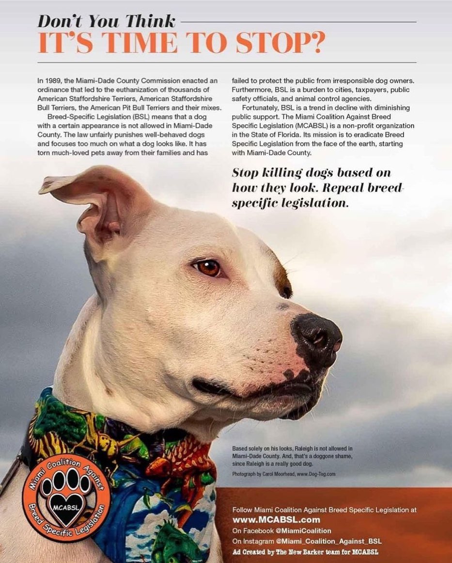 It’s Time To Stop. 
Repost from @thenewbarkerdogmagazine

This ad, featuring Raleigh Roo the Tripod Terrier, was created for Miami Coalition Against Breed Specific Legislation. In Miami-Dade, dogs that look like Raleigh Roo are discriminated against, simply for the way they look.

Photograph by Dog-Tog.

<a target='_blank' href='https://www.instagram.com/explore/tags/pibblelove/'>#pibblelove</a> <a target='_blank' href='https://www.instagram.com/explore/tags/pitbullsofinstagram/'>#pitbullsofinstagram</a> <a target='_blank' href='https://www.instagram.com/explore/tags/theartofdog/'>#theartofdog</a> <a target='_blank' href='https://www.instagram.com/explore/tags/thenewbarker/'>#thenewbarker</a> <a target='_blank' href='https://www.instagram.com/explore/tags/pits/'>#pits</a> <a target='_blank' href='https://www.instagram.com/explore/tags/happyhumpday/'>#happyhumpday</a> <a target='_blank' href='https://www.instagram.com/explore/tags/MCABSL/'>#MCABSL</a> <a target='_blank' href='https://www.instagram.com/explore/tags/stopbsl/'>#stopbsl</a> <a target='_blank' href='https://www.instagram.com/explore/tags/endthesigma/'>#endthesigma</a> <a target='_blank' href='https://www.instagram.com/explore/tags/dontbullymybreed/'>#dontbullymybreed</a> <a target='_blank' href='https://www.instagram.com/explore/tags/pitbulls/'>#pitbulls</a> <a target='_blank' href='https://www.instagram.com/explore/tags/repealbsl/'>#repealbsl</a> <a target='_blank' href='https://www.instagram.com/explore/tags/endbsl/'>#endbsl</a>