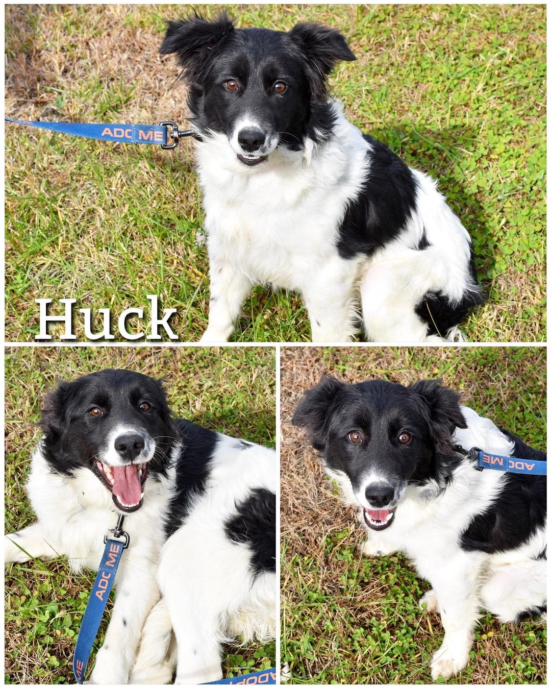 Update: Adopted
Meet Huck!
Huck is a sweet, loving, and timid 4 month old Border Collie mix puppy looking for his forever home! He loves to be pet, play, and loved on by everyone he meets. Huck is ready to go home and hopes to meet his forever family soon!

Huck is neutered, up to date on vaccinations, dewormed, and current on flea/tick preventatives. 

Huck’s adoption fee is $85, plus $15 for microchip