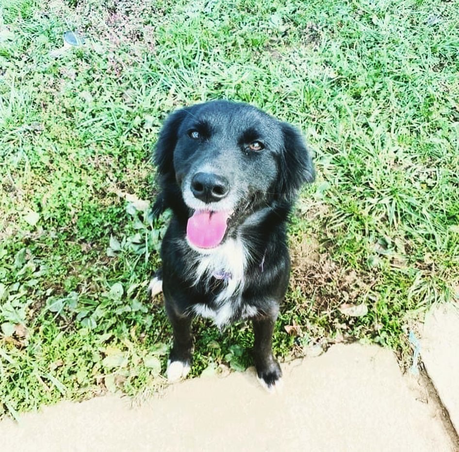 We have two of the sweetest puppers available for adoption ❤️ Lobo and Jill are siblings and bonded to each other. They are so sweet and love people! 
They are crate trained, house broken and walk on leashes. They know how to chase balls but not how to bring them back 

They are thrilled to be couch potatoes or happy to run through the yard and play with each other. 

Whoever adopts these two beauties will be hitting the jackpot. 

We introduced them to cats and they completely ignored them. With appropriate dog intros they are dog friendly but Jill takes some time to warm up. 

They are a little skittish so no young children please. 

If you are interested in adopting or viewing our available dogs, please visit crossyourpaws.com. 

If you have an application on file- please message us on Facebook -do not email! 

We are a 100% volunteer 501c3 and rely solely on donations of our supporters and volunteers. 

The website is always kept up to date on which dogs are still available! If the dog you are interested in isn’t on the website, then we are no longer accepting applications.

<a target='_blank' href='https://www.instagram.com/explore/tags/SubaruLovesPets/'>#SubaruLovesPets</a> <a target='_blank' href='https://www.instagram.com/explore/tags/KennyRossSubaru/'>#KennyRossSubaru</a> <a target='_blank' href='https://www.instagram.com/explore/tags/adoptdontshop/'>#adoptdontshop</a> <a target='_blank' href='https://www.instagram.com/explore/tags/bordercolliesofinstagram/'>#bordercolliesofinstagram</a> <a target='_blank' href='https://www.instagram.com/explore/tags/bordercollie/'>#bordercollie</a> <a target='_blank' href='https://www.instagram.com/explore/tags/flatcoatedretrieversofinstagram/'>#flatcoatedretrieversofinstagram</a> <a target='_blank' href='https://www.instagram.com/explore/tags/flatcoatedretriever/'>#flatcoatedretriever</a> <a target='_blank' href='https://www.instagram.com/explore/tags/cyprescue/'>#cyprescue</a> <a target='_blank' href='https://www.instagram.com/explore/tags/crossyourpaws/'>#crossyourpaws</a> <a target='_blank' href='https://www.instagram.com/explore/tags/crossyourpawsrescue/'>#crossyourpawsrescue</a> <a target='_blank' href='https://www.instagram.com/explore/tags/rescue/'>#rescue</a>  <a target='_blank' href='https://www.instagram.com/explore/tags/muttsofinstagram/'>#muttsofinstagram</a> <a target='_blank' href='https://www.instagram.com/explore/tags/dogsofinstagram/'>#dogsofinstagram</a> <a target='_blank' href='https://www.instagram.com/explore/tags/dogsofinsta/'>#dogsofinsta</a> <a target='_blank' href='https://www.instagram.com/explore/tags/instadog/'>#instadog</a> <a target='_blank' href='https://www.instagram.com/explore/tags/instagramdogs/'>#instagramdogs</a> <a target='_blank' href='https://www.instagram.com/explore/tags/rescuedogsofinstagram/'>#rescuedogsofinstagram</a> <a target='_blank' href='https://www.instagram.com/explore/tags/adoptdontshop/'>#adoptdontshop</a> <a target='_blank' href='https://www.instagram.com/explore/tags/dogsofpittsburgh/'>#dogsofpittsburgh</a> <a target='_blank' href='https://www.instagram.com/explore/tags/pittsburghdogs/'>#pittsburghdogs</a> <a target='_blank' href='https://www.instagram.com/explore/tags/rescuedog/'>#rescuedog</a> <a target='_blank' href='https://www.instagram.com/explore/tags/spayandneuter/'>#spayandneuter</a> <a target='_blank' href='https://www.instagram.com/explore/tags/fosteringsaveslives/'>#fosteringsaveslives</a> <a target='_blank' href='https://www.instagram.com/explore/tags/rescuedismyfavoritebreed/'>#rescuedismyfavoritebreed</a>