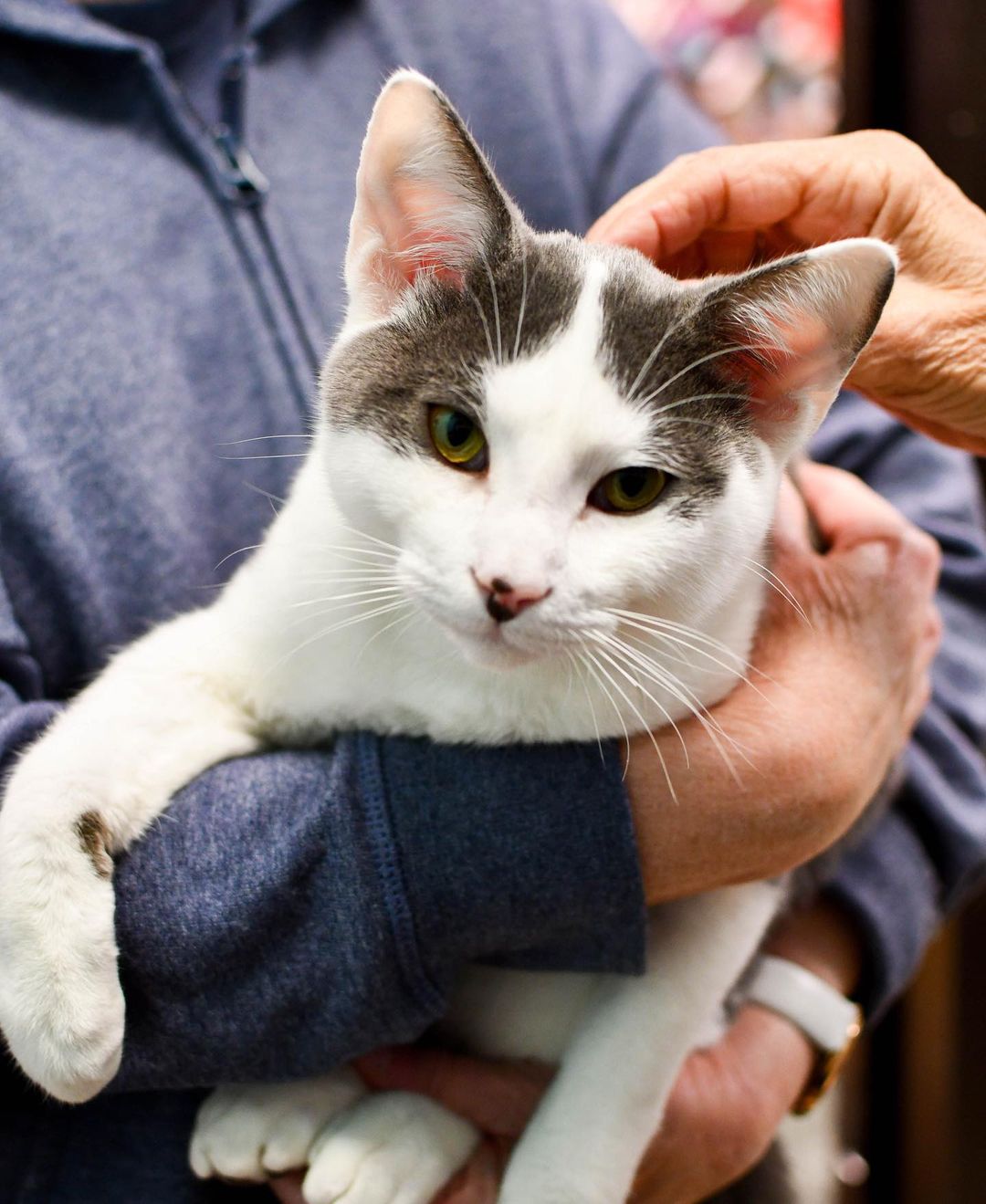 Every Furkid is special, but our Perimeter PetSmart kitties are taking the spotlight tonight!😻

We have no doubt that Randolf (who actually got adopted today!!) Mortimer, Lyra, Kip, Taffy and Pepper will be great pets, and we’re shocked these babies haven’t found homes yet! Lesley and Jan, our PetSmart volunteers, couldn’t say enough loving words about each cat: Kip is incredibly playful, Mortimer instantly cuddles up on your lap, Lyra is the queen of her cat tree castle, Pepper has a special spunk and confidence, and so much more. We’d go on, but you’ll have to meet these guys in person to experience all the love they can give! Help us give these angels a second chance during @petsmartcharities National Adoption Week! (Link in story to adopt). Thank you! 🧡🐾