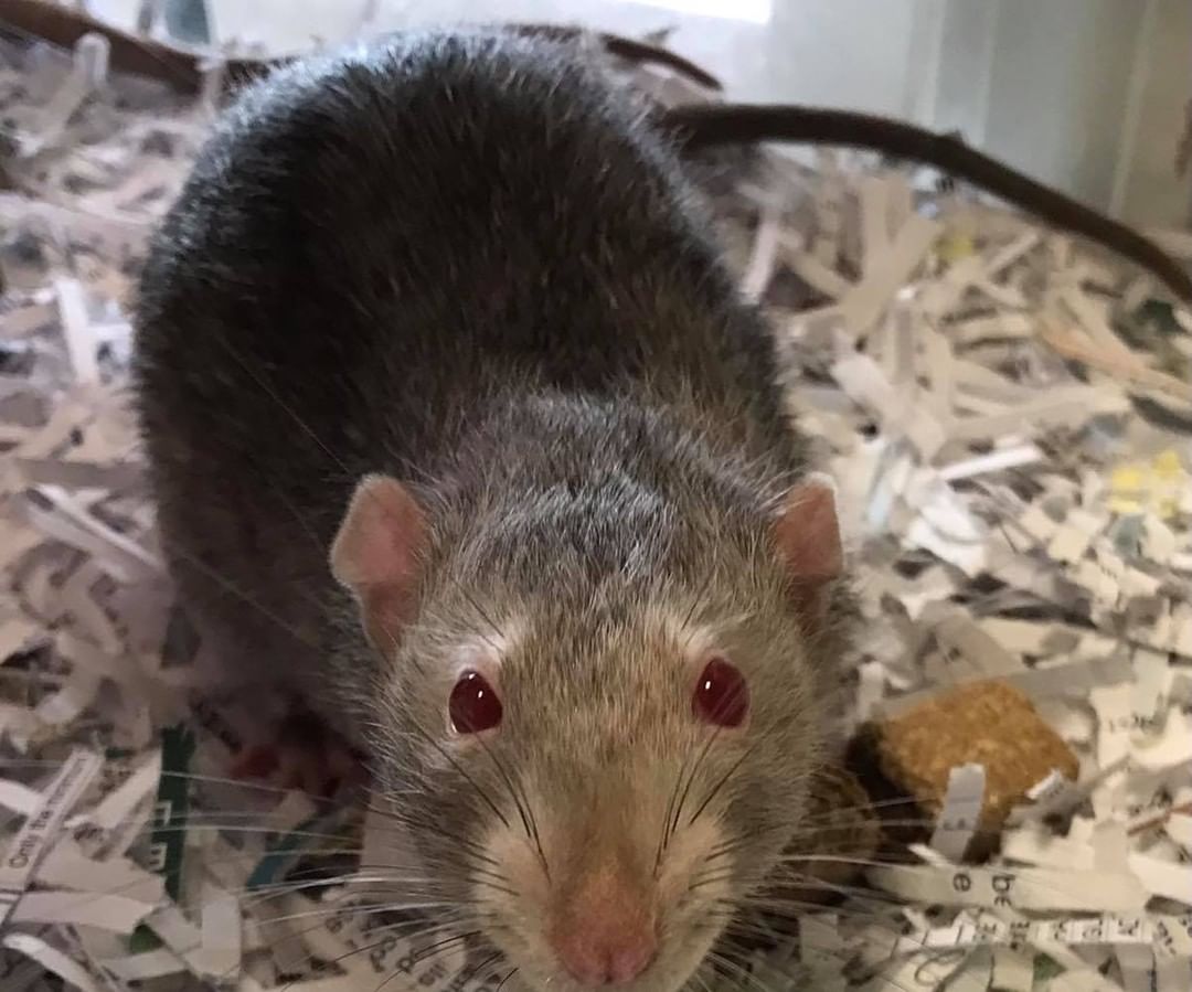 Not a dog or cat person?  Potsdam Humane Society has a variety of pocket pets available looking forever homes! 🐭🐹🐰Those available can be found here on our website http://potsdamhumanesociety.org/wp/?page_id=9.