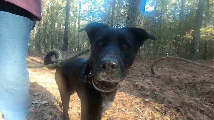 Milkshake is a wonderful, calm, smart lovable companion. She could be yours! Please apply through redbarnrescue.com <a target='_blank' href='https://www.instagram.com/explore/tags/dogrescue/'>#dogrescue</a> <a target='_blank' href='https://www.instagram.com/explore/tags/rescuedog/'>#rescuedog</a> <a target='_blank' href='https://www.instagram.com/explore/tags/adoptabledog/'>#adoptabledog</a> <a target='_blank' href='https://www.instagram.com/explore/tags/adoptabledogsofnc/'>#adoptabledogsofnc</a> <a target='_blank' href='https://www.instagram.com/explore/tags/adoptabledogs/'>#adoptabledogs</a> <a target='_blank' href='https://www.instagram.com/explore/tags/blackdog/'>#blackdog</a> <a target='_blank' href='https://www.instagram.com/explore/tags/adoptabledogsofinstagram/'>#adoptabledogsofinstagram</a> <a target='_blank' href='https://www.instagram.com/explore/tags/blackdogsofinstagram/'>#blackdogsofinstagram</a> <a target='_blank' href='https://www.instagram.com/explore/tags/milkshake/'>#milkshake</a> <a target='_blank' href='https://www.instagram.com/explore/tags/awesomedog/'>#awesomedog</a> <a target='_blank' href='https://www.instagram.com/explore/tags/claytonnc/'>#claytonnc</a>