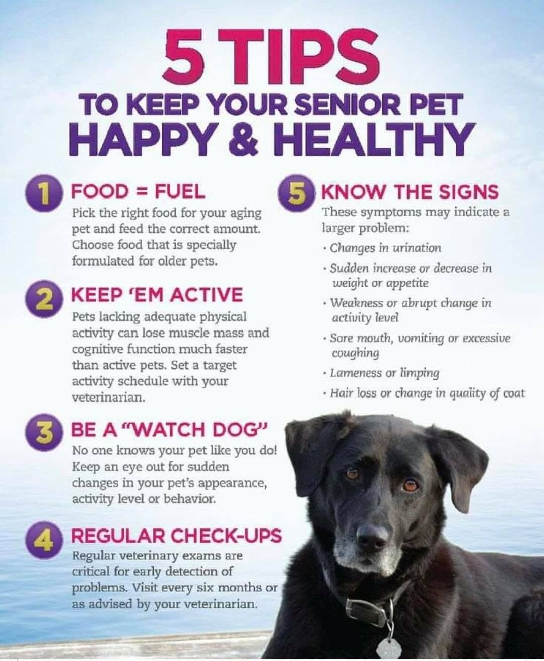 Our older doggos need extra care and attention to keep them happy and healthy.  Kudos to all of you who love your seniors no matter how many years they’ve seen! 👏

<a target='_blank' href='https://www.instagram.com/explore/tags/seniordogsrock/'>#seniordogsrock</a>