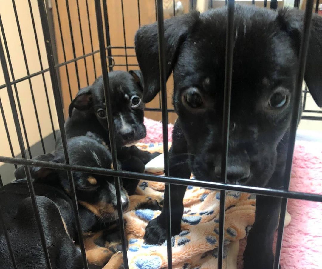 Three sweet and loving, deserving <a target='_blank' href='https://www.instagram.com/explore/tags/puppies/'>#puppies</a> need your help! Abandoned in a field, left to die, they are hospitalized and receiving life-saving medical care. Their costs are extensive and we need your help to continue their care. Please <a target='_blank' href='https://www.instagram.com/explore/tags/donate/'>#donate</a> if you can and please share their story.

DONATE: https://www.pawsforliferescue.org/donate

FOX2 STORY: https://www.fox2detroit.com/video/1000334  <a target='_blank' href='https://www.instagram.com/explore/tags/puppy/'>#puppy</a> <a target='_blank' href='https://www.instagram.com/explore/tags/adoptdontshop/'>#adoptdontshop</a> <a target='_blank' href='https://www.instagram.com/explore/tags/animalcruelty/'>#animalcruelty</a> <a target='_blank' href='https://www.instagram.com/explore/tags/instagood/'>#instagood</a> <a target='_blank' href='https://www.instagram.com/explore/tags/instapuppy/'>#instapuppy</a> <a target='_blank' href='https://www.instagram.com/explore/tags/rescuedogsofinstagram/'>#rescuedogsofinstagram</a> <a target='_blank' href='https://www.instagram.com/explore/tags/rescuedismyfavoritebreed/'>#rescuedismyfavoritebreed</a> <a target='_blank' href='https://www.instagram.com/explore/tags/puppylove/'>#puppylove</a> <a target='_blank' href='https://www.instagram.com/explore/tags/puppiesofinsta/'>#puppiesofinsta</a> <a target='_blank' href='https://www.instagram.com/explore/tags/detroit/'>#detroit</a> <a target='_blank' href='https://www.instagram.com/explore/tags/michigan/'>#michigan</a> <a target='_blank' href='https://www.instagram.com/explore/tags/puppiesofig/'>#puppiesofig</a>