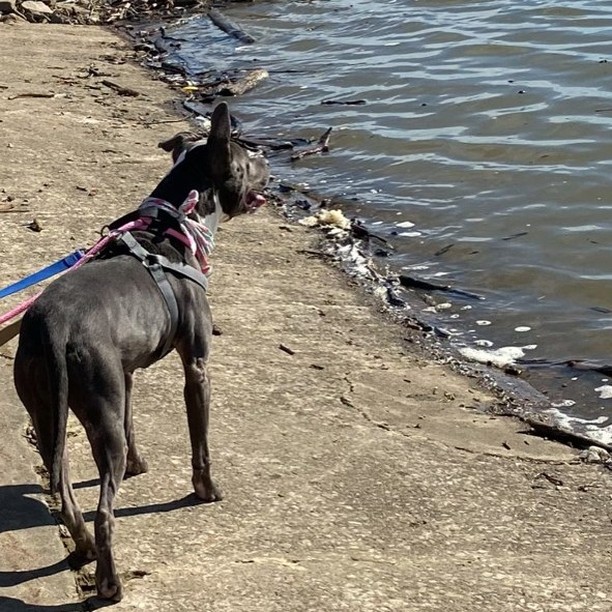 Zena participates in our rent-a-dog program and was on a recent outing and was a delight to have out for the day. 