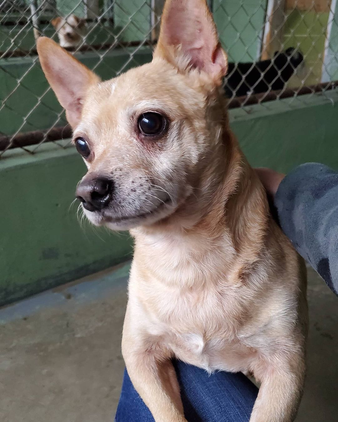 We did a huge intake this week of 40 dogs...33 from a hoarding situation and 7 from a byb situation.  We are in need of reliable, fearful dog experienced foster homes with fully fenced, escape proof yards. No apartments unless you have a ground floor with access to a small fenced yard. 
Adult homes only. 

These dogs have lived without access to leash walks so need to be re-trained to walk on a leash in a safe enclosed area, otherwise they will bolt.  Some of them are very friendly but need a refresher on what life used to be before they ended up in a hoarding situation.  Most are scared and do not fully trust yet, but they will absolutely come out of their shell in quiet, calm foster homes where they can receive one on one attention ..

Not all the dog's photos are posted here. 
Please save a life by fostering one of these deserving dogs. Please don't ask if there's a certain breed to foster.  Just help any of them because they all need help. Send an email to contact.lmhs@gmail.com to inquire.

Fostering is temporary, you help them become more adoptable.  You provide love, training, treats.  We provide the vetting and food. We do need fosters to transport to vet Appointments if able..

This 40 dog save is going to cost us a fortune on vet bills, if you can't foster, please consider making a donation towards their care..

Your donations are tax deductible 
Link on Bio.

<a target='_blank' href='https://www.instagram.com/explore/tags/hoarder/'>#hoarder</a> <a target='_blank' href='https://www.instagram.com/explore/tags/hoardingdogs/'>#hoardingdogs</a> <a target='_blank' href='https://www.instagram.com/explore/tags/savealife/'>#savealife</a> <a target='_blank' href='https://www.instagram.com/explore/tags/fosteringsaveslives/'>#fosteringsaveslives</a> <a target='_blank' href='https://www.instagram.com/explore/tags/foster/'>#foster</a> <a target='_blank' href='https://www.instagram.com/explore/tags/rescue/'>#rescue</a> <a target='_blank' href='https://www.instagram.com/explore/tags/love/'>#love</a> <a target='_blank' href='https://www.instagram.com/explore/tags/compassion/'>#compassion</a> <a target='_blank' href='https://www.instagram.com/explore/tags/rescuedogs/'>#rescuedogs</a> <a target='_blank' href='https://www.instagram.com/explore/tags/rescuedogsofinstagram/'>#rescuedogsofinstagram</a>🐾
<a target='_blank' href='https://www.instagram.com/explore/tags/dogs/'>#dogs</a> <a target='_blank' href='https://www.instagram.com/explore/tags/dogsofinstagram/'>#dogsofinstagram</a> <a target='_blank' href='https://www.instagram.com/explore/tags/donate/'>#donate</a> <a target='_blank' href='https://www.instagram.com/explore/tags/support/'>#support</a> <a target='_blank' href='https://www.instagram.com/explore/tags/dhanamettarescuesociety/'>#dhanamettarescuesociety</a>
<a target='_blank' href='https://www.instagram.com/explore/tags/lowermainlandhumanesociety/'>#lowermainlandhumanesociety</a>
